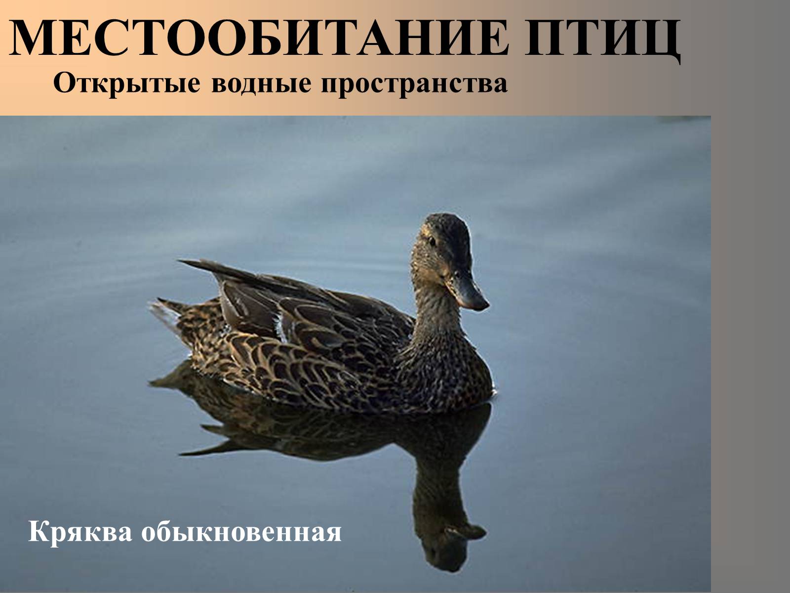Презентація на тему «Птицы» (варіант 2) - Слайд #7 Презентація на тему «Птицы» (варіант 2) - Слайд #7