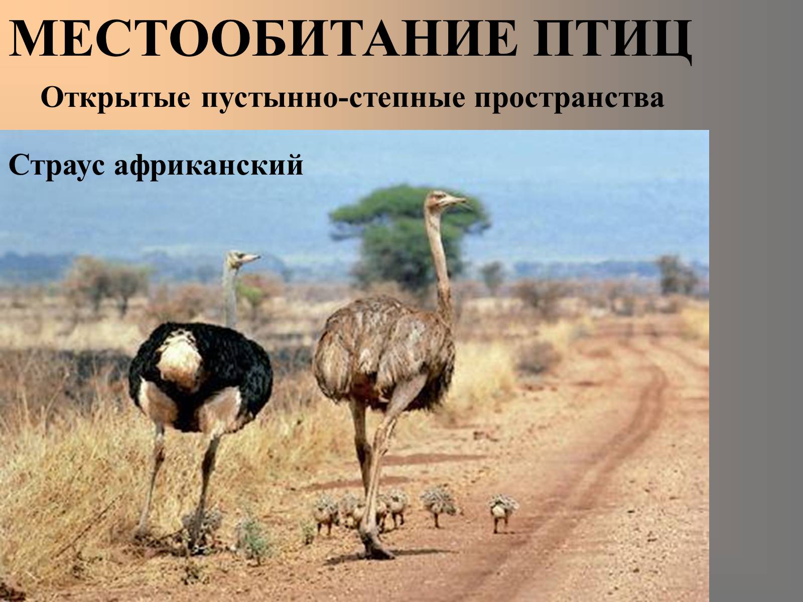 Презентація на тему «Птицы» (варіант 2) - Слайд #9 Презентація на тему «Птицы» (варіант 2) - Слайд #9