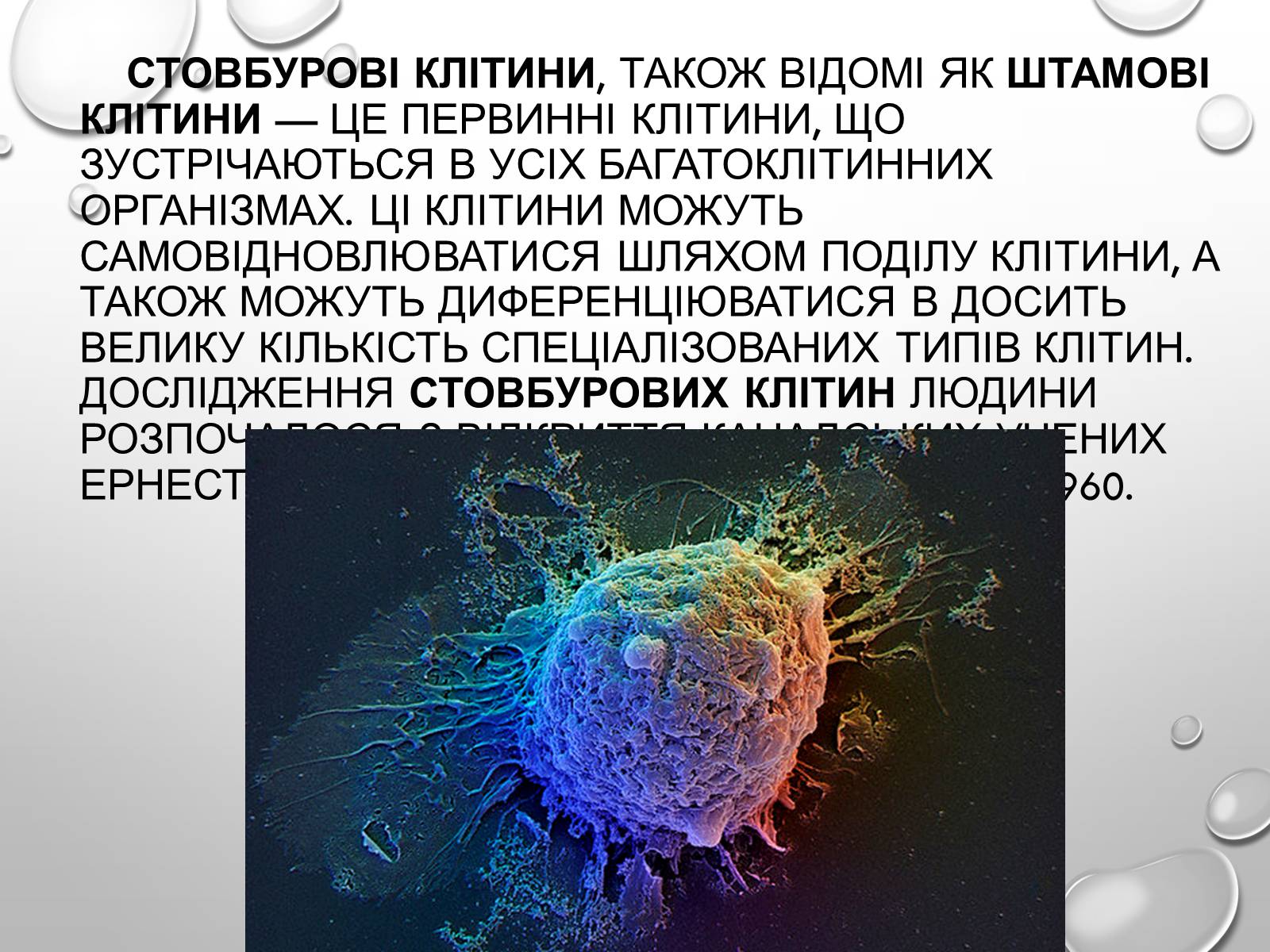 Презентація на тему «Стовбурові клітини» (варіант 1) - Слайд #2 Презентація на тему «Стовбурові клітини» (варіант 1) - Слайд #2