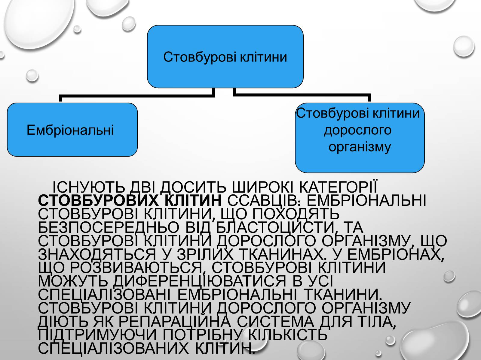 Презентація на тему «Стовбурові клітини» (варіант 1) - Слайд #3 Презентація на тему «Стовбурові клітини» (варіант 1) - Слайд #3