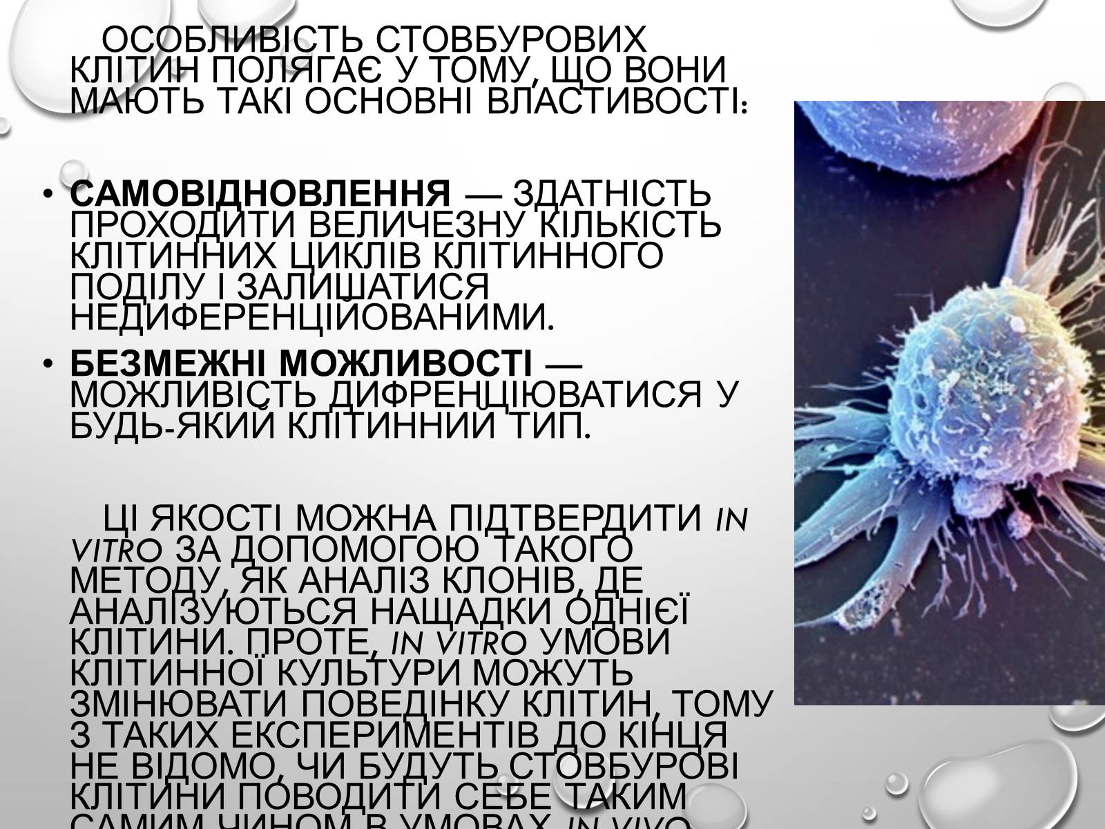 Презентація на тему «Стовбурові клітини» (варіант 1) - Слайд #4 Презентація на тему «Стовбурові клітини» (варіант 1) - Слайд #4