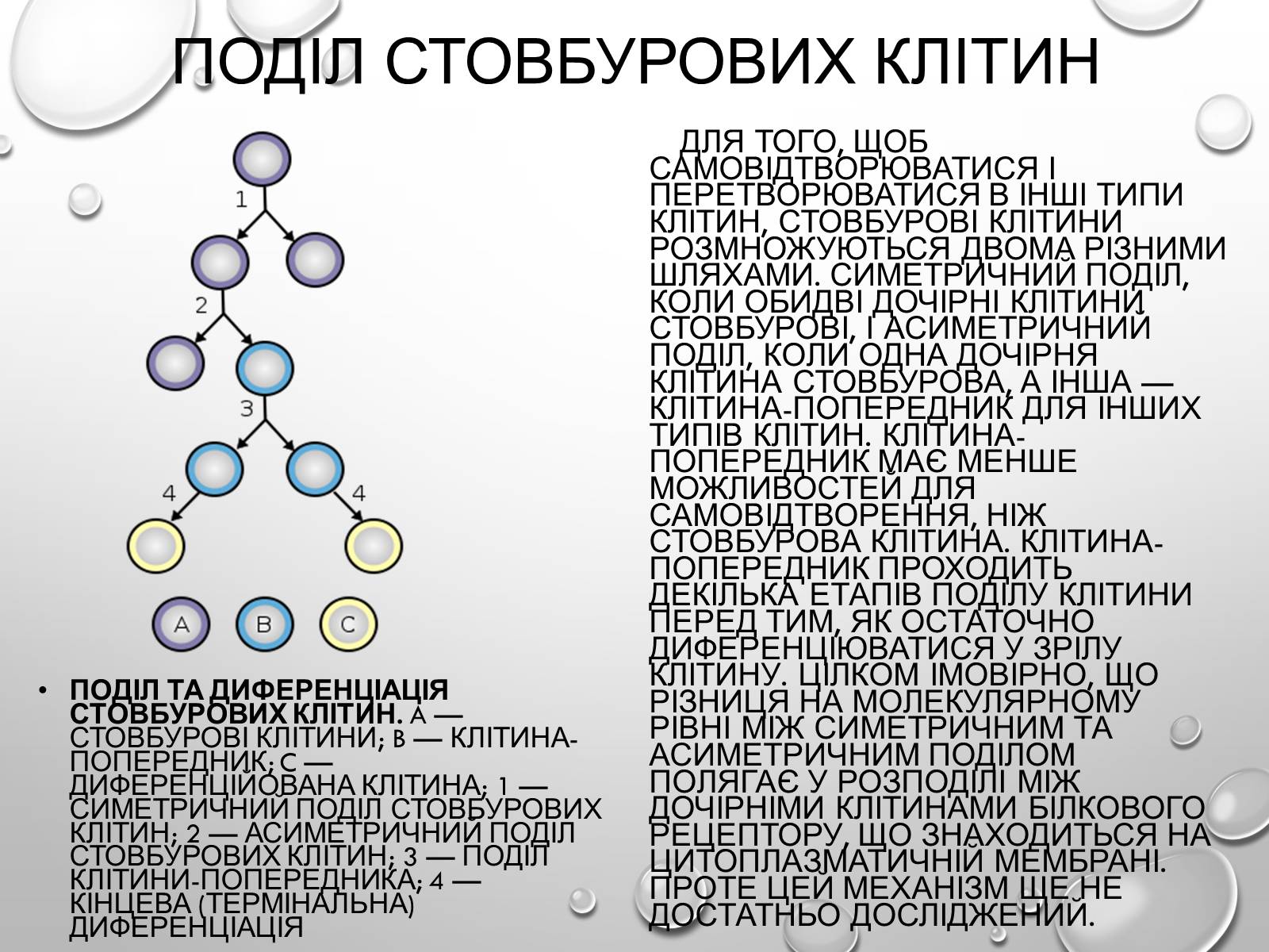Презентація на тему «Стовбурові клітини» (варіант 1) - Слайд #7 Презентація на тему «Стовбурові клітини» (варіант 1) - Слайд #7
