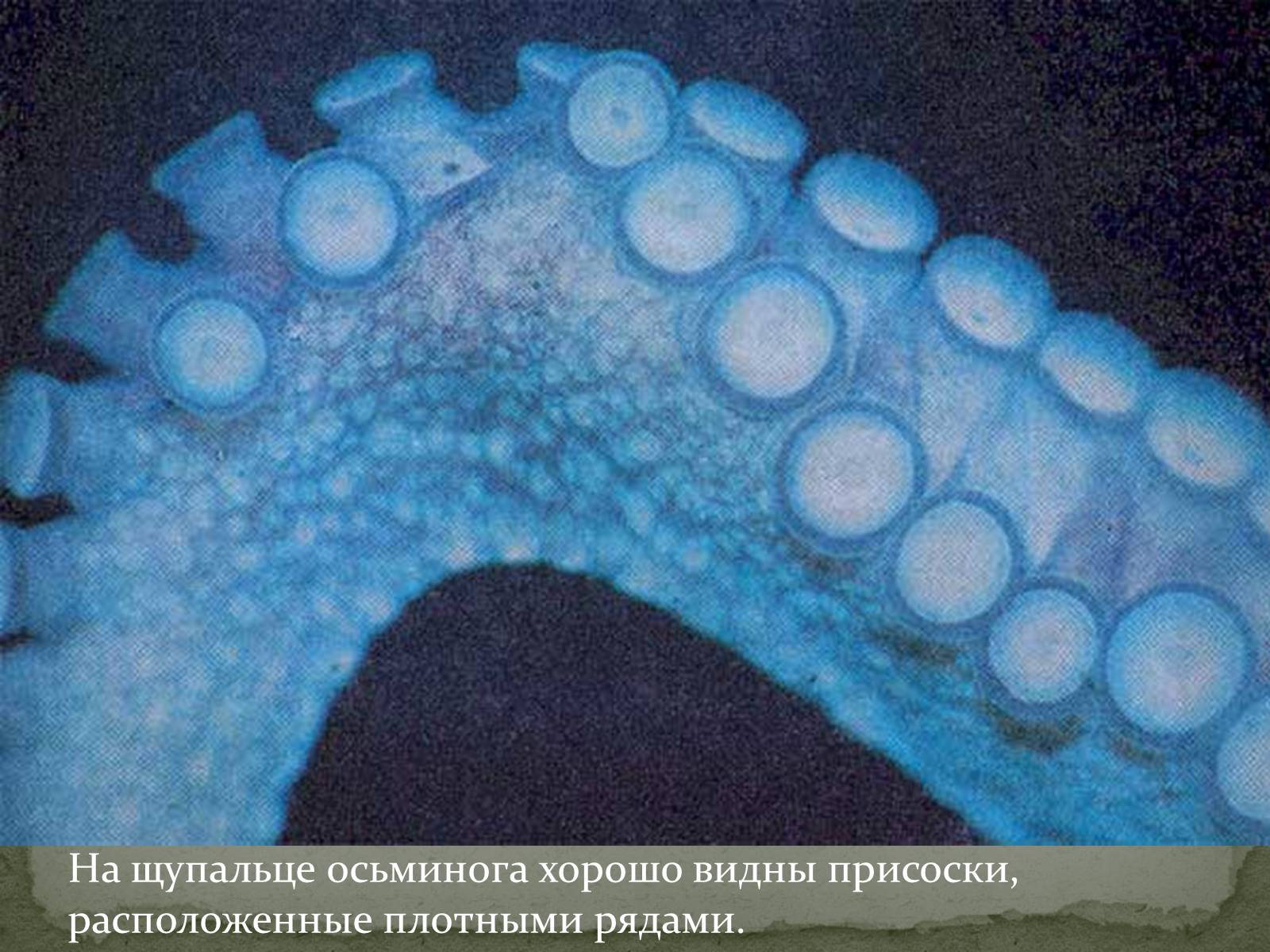 Презентація на тему «Бионика» (варіант 1) - Слайд #10 Презентація на тему «Бионика» (варіант 1) - Слайд #10