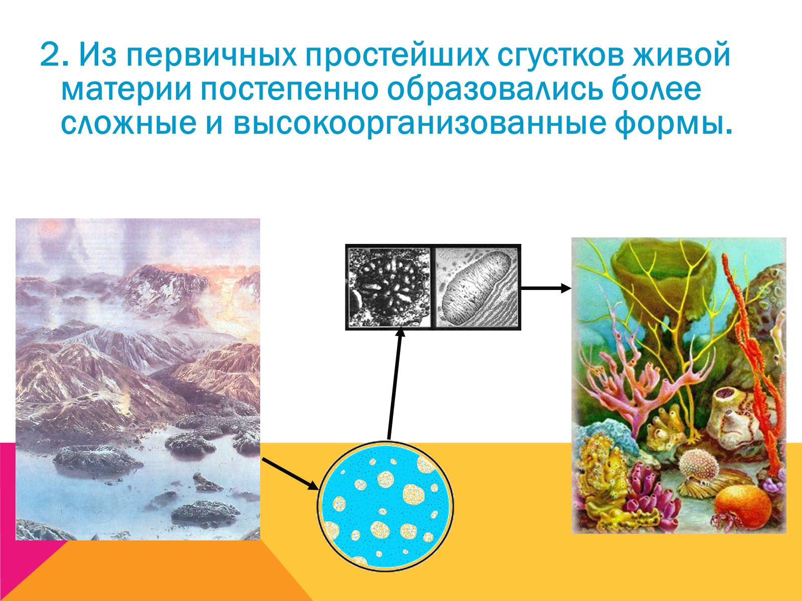 Презентація на тему «Эволюция» - Слайд #10 Презентація на тему «Эволюция» - Слайд #10
