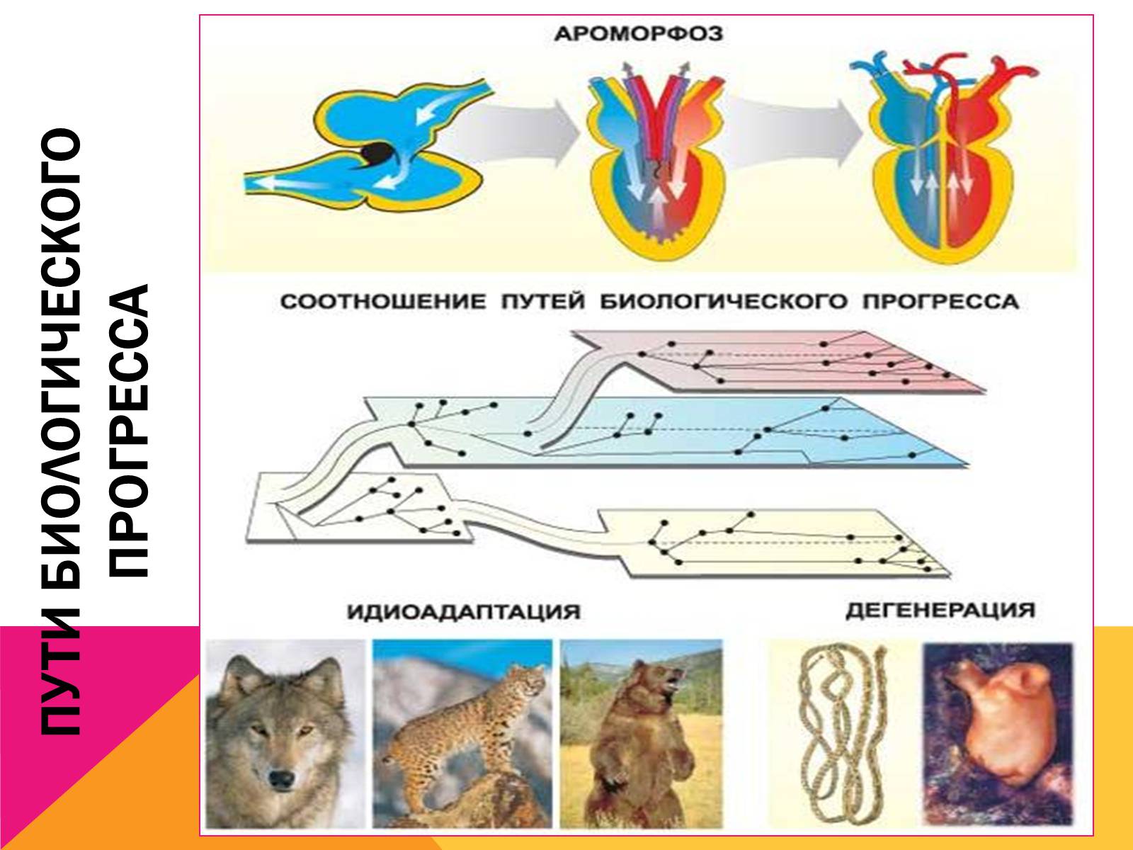 Презентація на тему «Эволюция» - Слайд #15 Презентація на тему «Эволюция» - Слайд #15