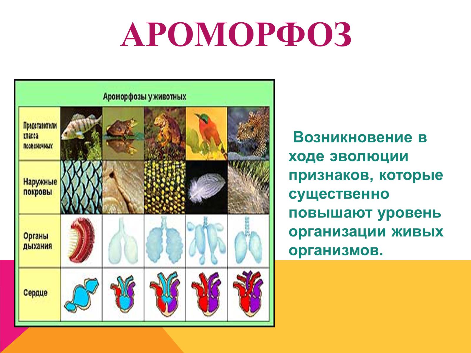 Презентація на тему «Эволюция» - Слайд #16 Презентація на тему «Эволюция» - Слайд #16