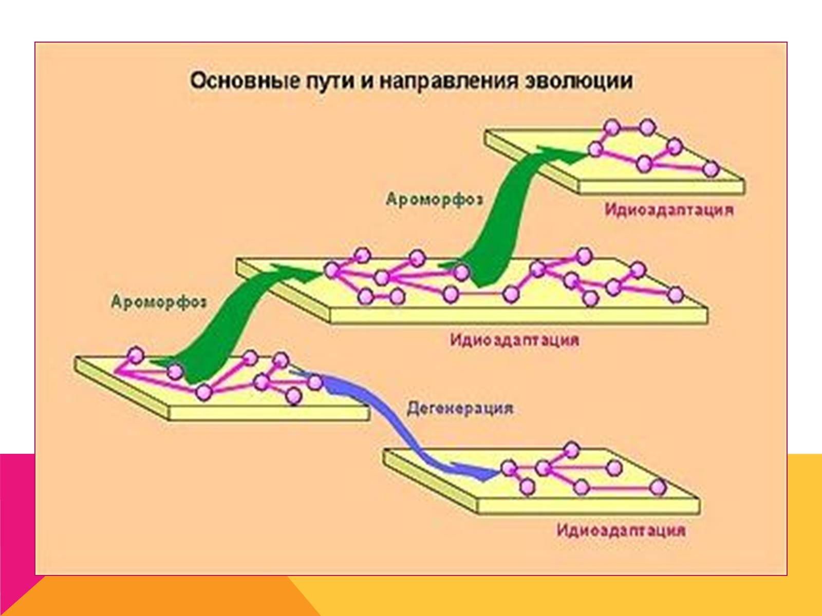 Презентація на тему «Эволюция» - Слайд #20 Презентація на тему «Эволюция» - Слайд #20