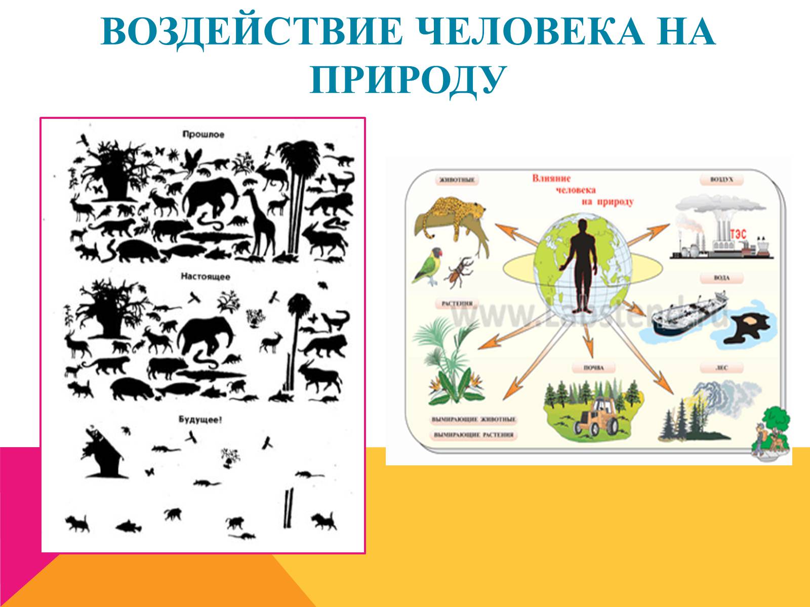 Презентація на тему «Эволюция» - Слайд #21 Презентація на тему «Эволюция» - Слайд #21