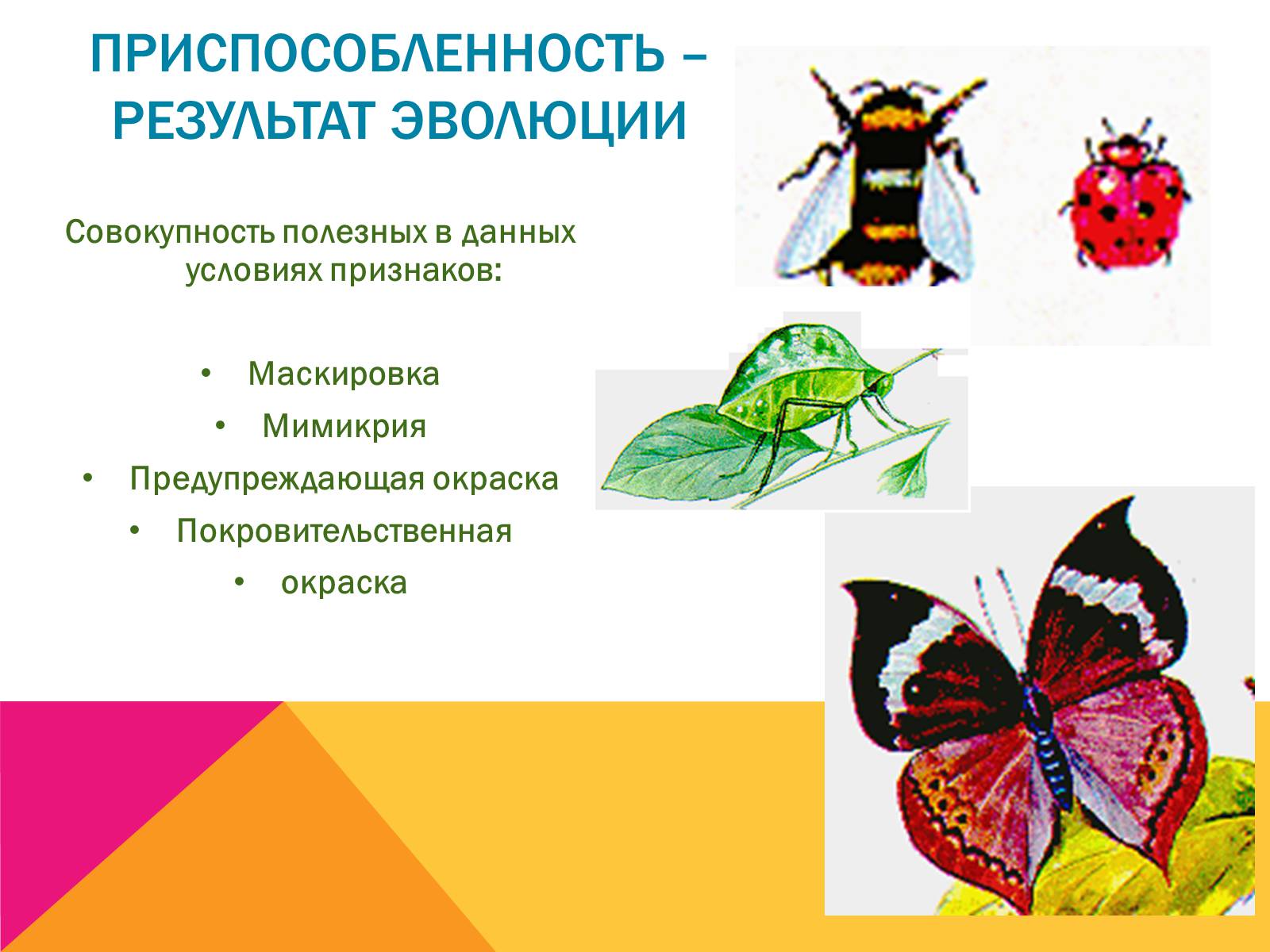 Презентація на тему «Эволюция» - Слайд #24 Презентація на тему «Эволюция» - Слайд #24