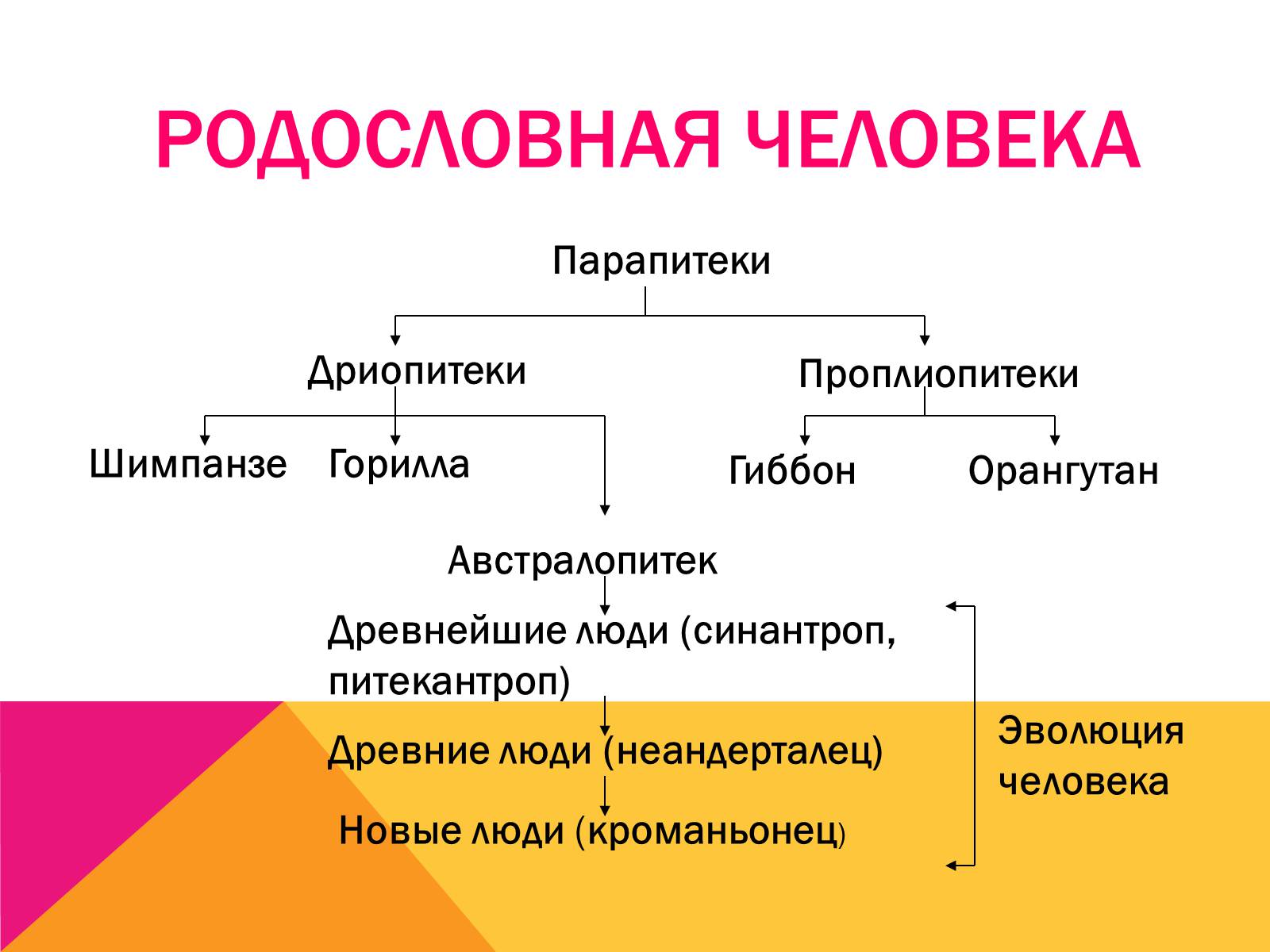 Презентація на тему «Эволюция» - Слайд #7 Презентація на тему «Эволюция» - Слайд #7