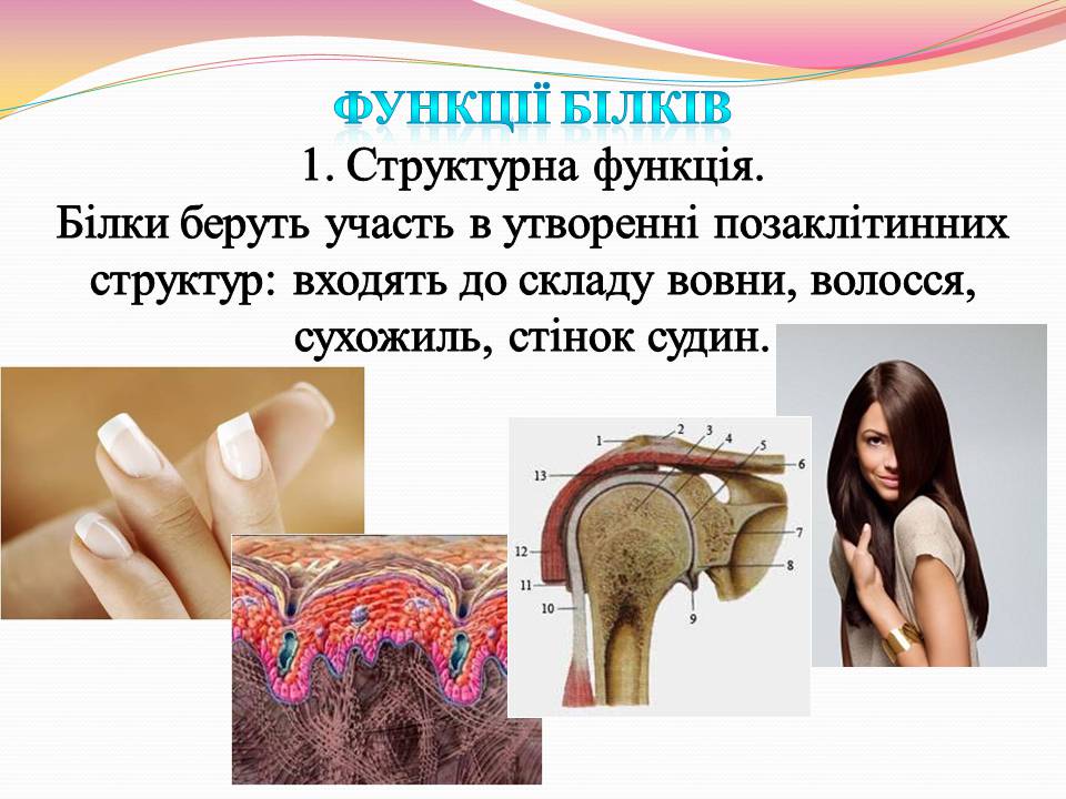 Презентація на тему «Білки. Властивості та функції» - Слайд #10 Презентація на тему «Білки. Властивості та функції» - Слайд #10