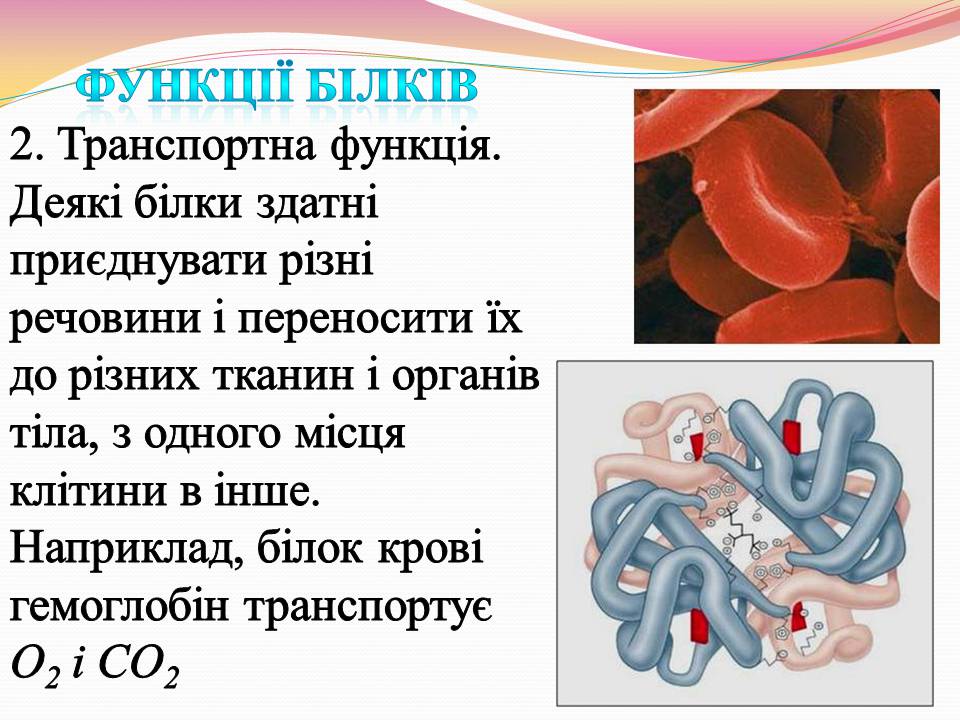 Презентація на тему «Білки. Властивості та функції» - Слайд #11 Презентація на тему «Білки. Властивості та функції» - Слайд #11