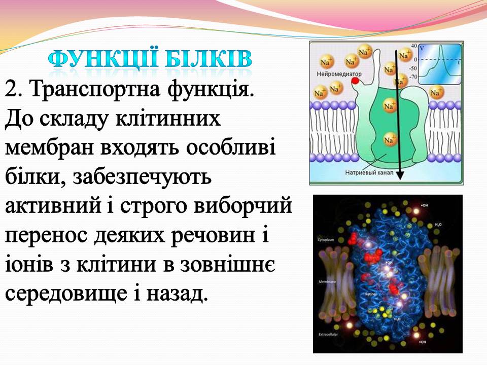 Презентація на тему «Білки. Властивості та функції» - Слайд #12 Презентація на тему «Білки. Властивості та функції» - Слайд #12