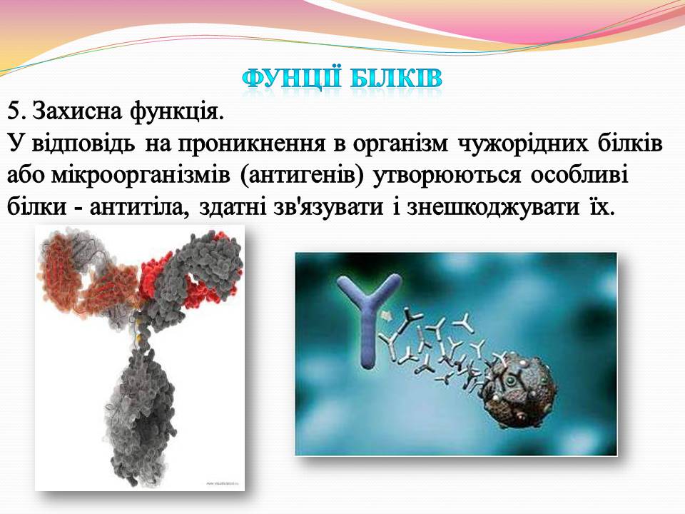 Презентація на тему «Білки. Властивості та функції» - Слайд #15 Презентація на тему «Білки. Властивості та функції» - Слайд #15
