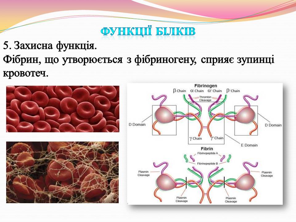 Презентація на тему «Білки. Властивості та функції» - Слайд #16 Презентація на тему «Білки. Властивості та функції» - Слайд #16