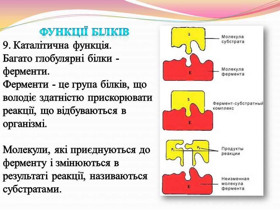 Презентація на тему «Білки. Властивості та функції» - Слайд #20 Презентація на тему «Білки. Властивості та функції» - Слайд #20