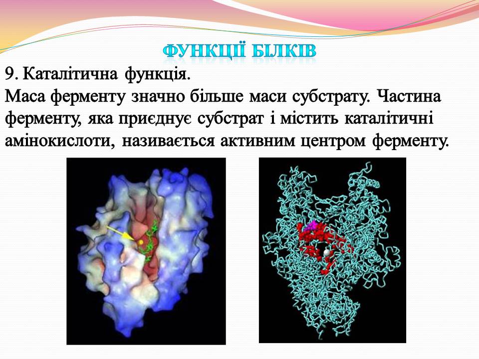 Презентація на тему «Білки. Властивості та функції» - Слайд #21 Презентація на тему «Білки. Властивості та функції» - Слайд #21