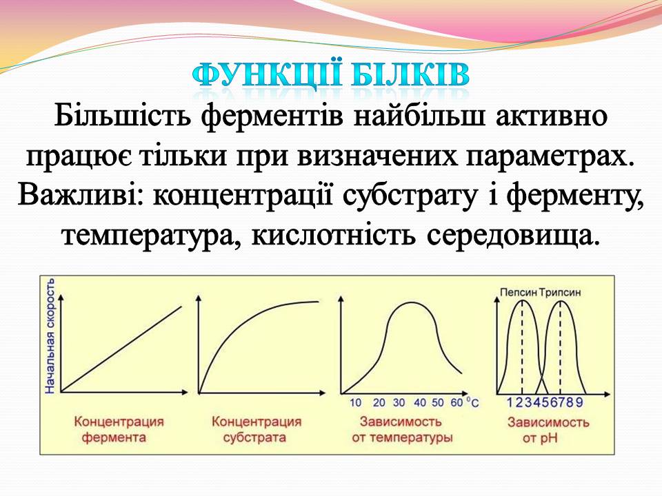 Презентація на тему «Білки. Властивості та функції» - Слайд #23 Презентація на тему «Білки. Властивості та функції» - Слайд #23