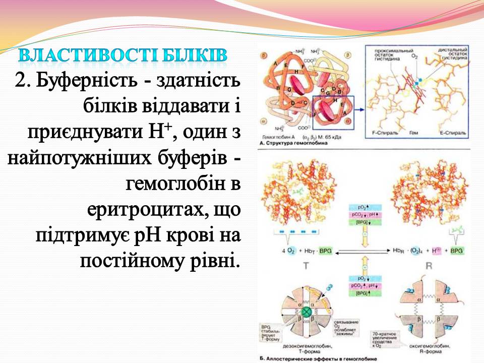 Презентація на тему «Білки. Властивості та функції» - Слайд #4 Презентація на тему «Білки. Властивості та функції» - Слайд #4