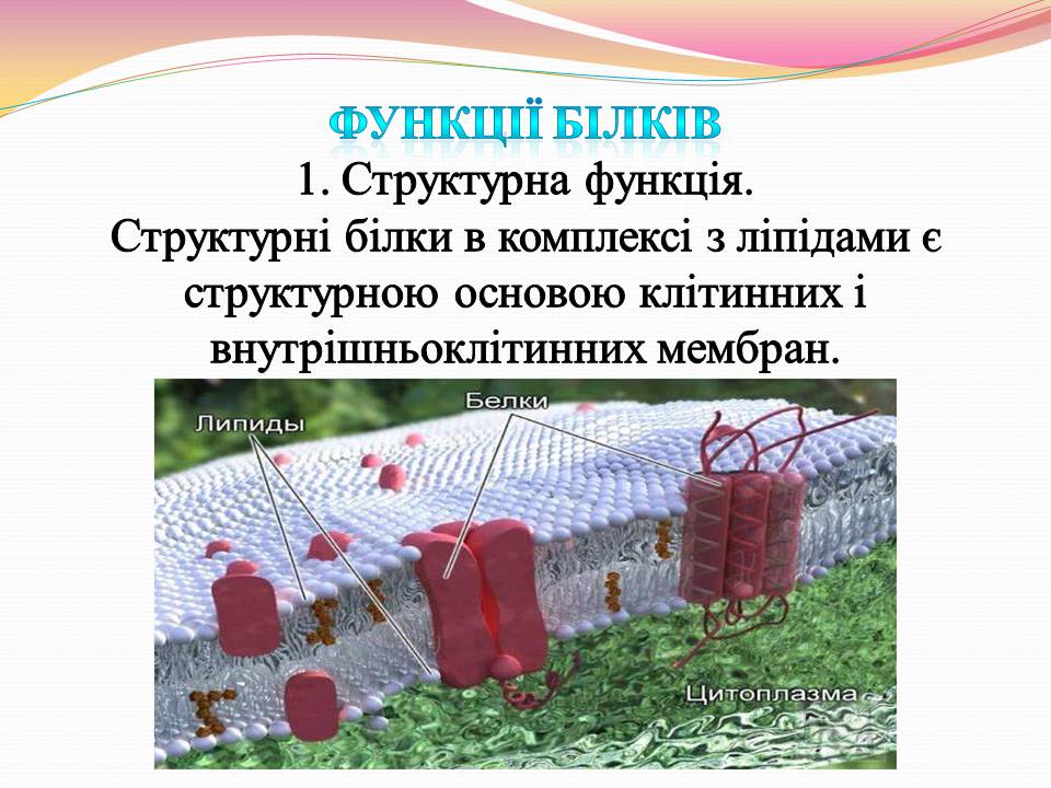 Презентація на тему «Білки. Властивості та функції» - Слайд #9 Презентація на тему «Білки. Властивості та функції» - Слайд #9