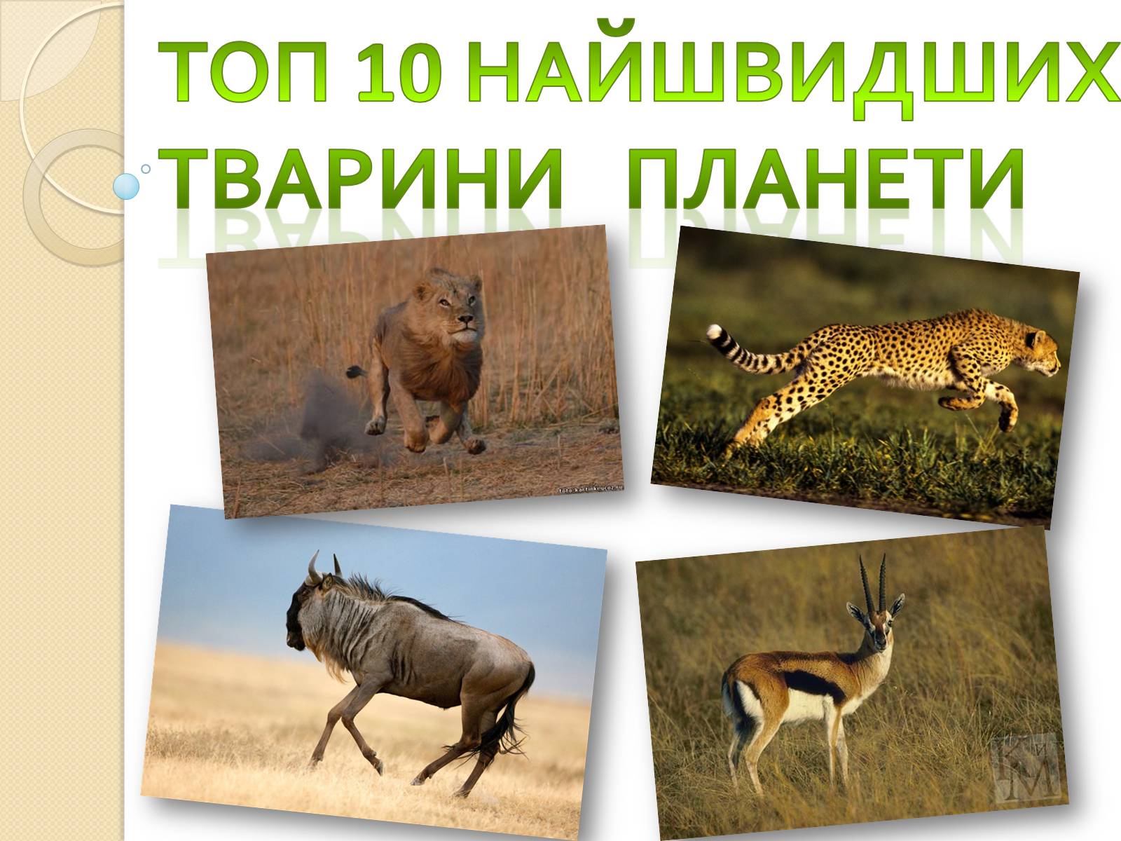 Презентація на тему «Топ-10 найшвидших тварини планети» - Слайд #1 Презентація на тему «Топ-10 найшвидших тварини планети» - Слайд #1