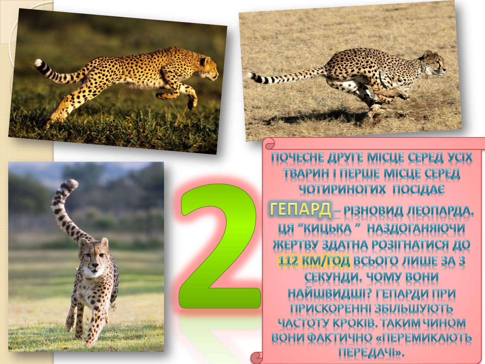 Презентація на тему «Топ-10 найшвидших тварини планети» - Слайд #10 Презентація на тему «Топ-10 найшвидших тварини планети» - Слайд #10