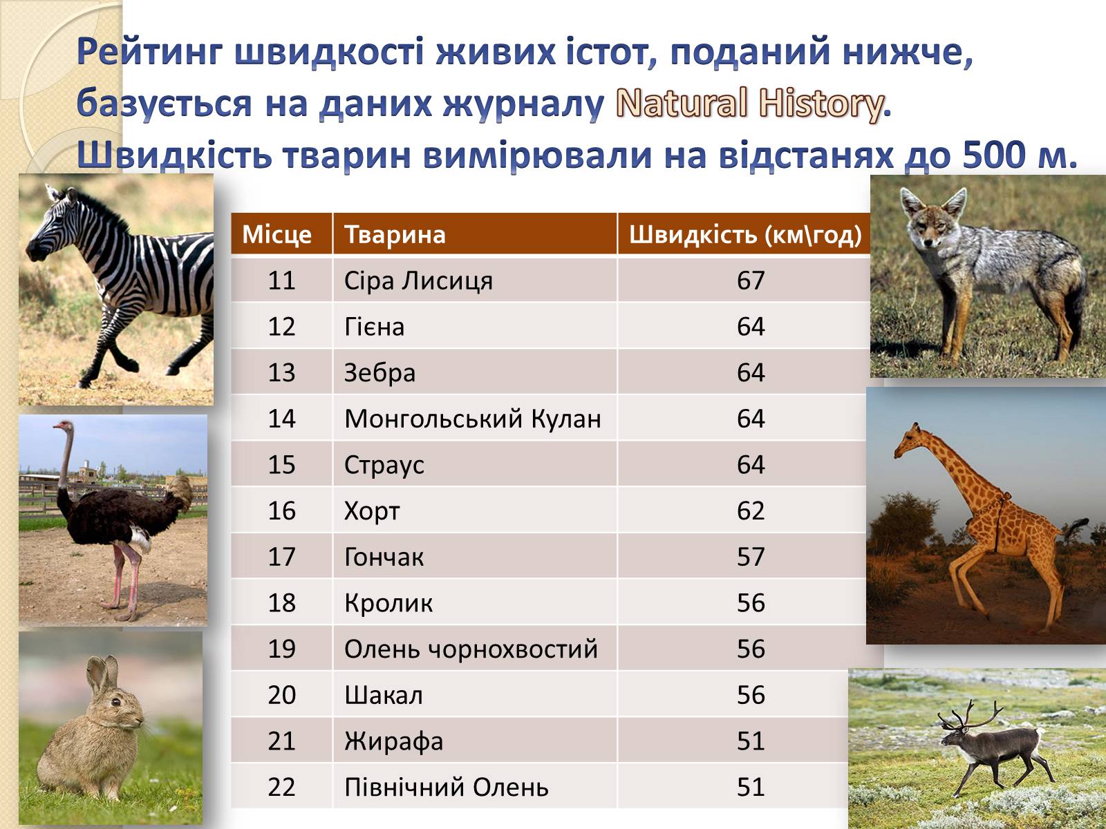 Презентація на тему «Топ-10 найшвидших тварини планети» - Слайд #12 Презентація на тему «Топ-10 найшвидших тварини планети» - Слайд #12