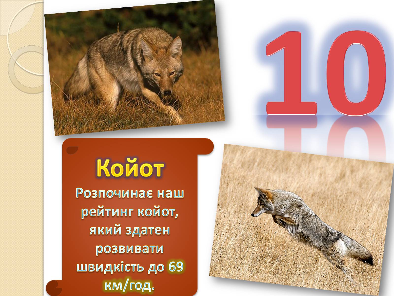 Презентація на тему «Топ-10 найшвидших тварини планети» - Слайд #2 Презентація на тему «Топ-10 найшвидших тварини планети» - Слайд #2