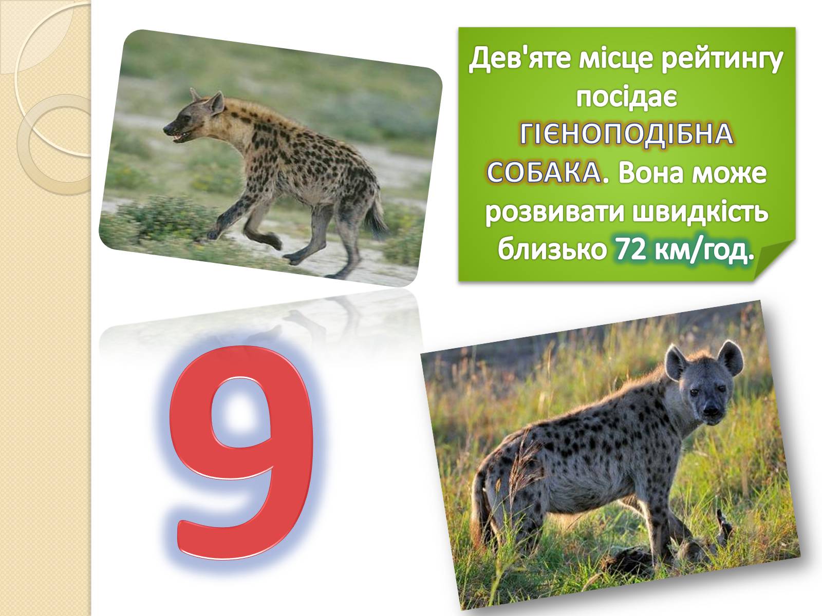 Презентація на тему «Топ-10 найшвидших тварини планети» - Слайд #3 Презентація на тему «Топ-10 найшвидших тварини планети» - Слайд #3