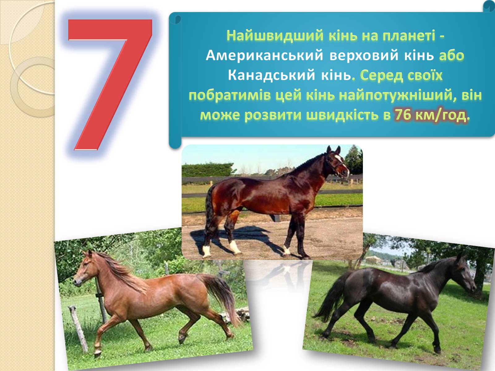 Презентація на тему «Топ-10 найшвидших тварини планети» - Слайд #5 Презентація на тему «Топ-10 найшвидших тварини планети» - Слайд #5