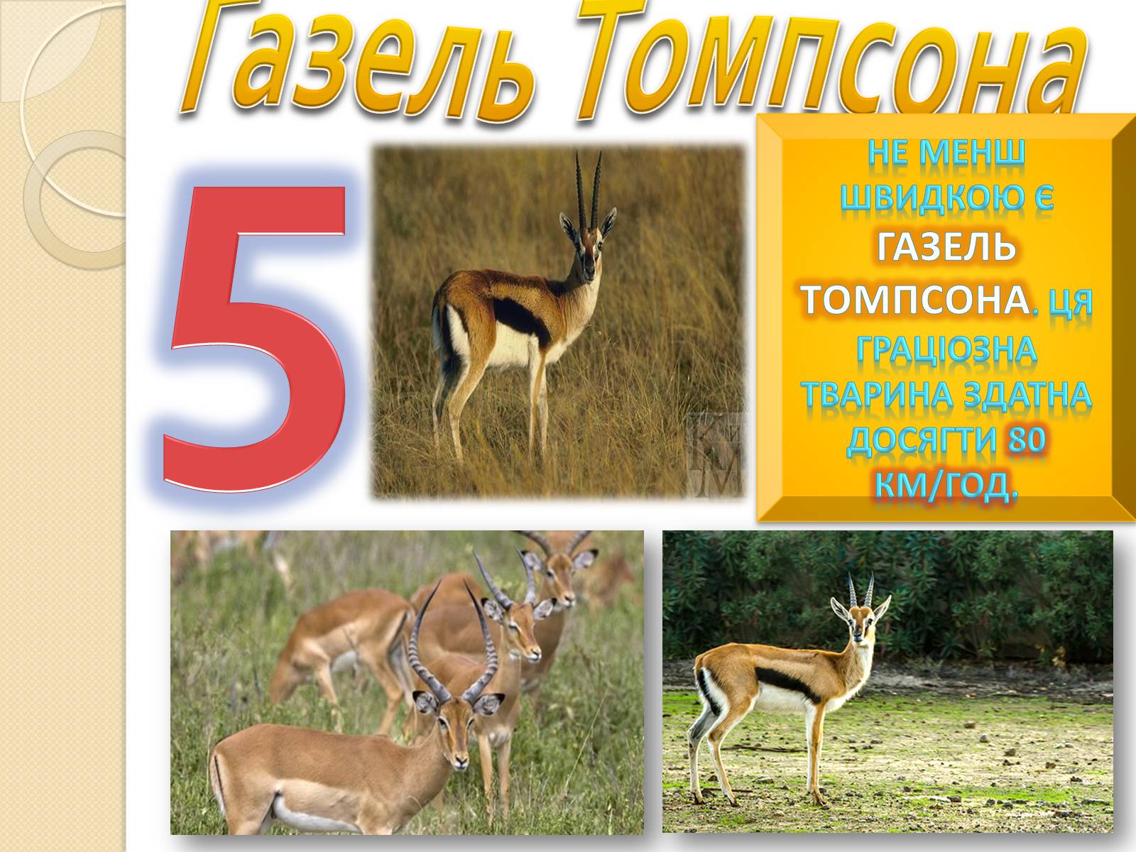 Презентація на тему «Топ-10 найшвидших тварини планети» - Слайд #7 Презентація на тему «Топ-10 найшвидших тварини планети» - Слайд #7