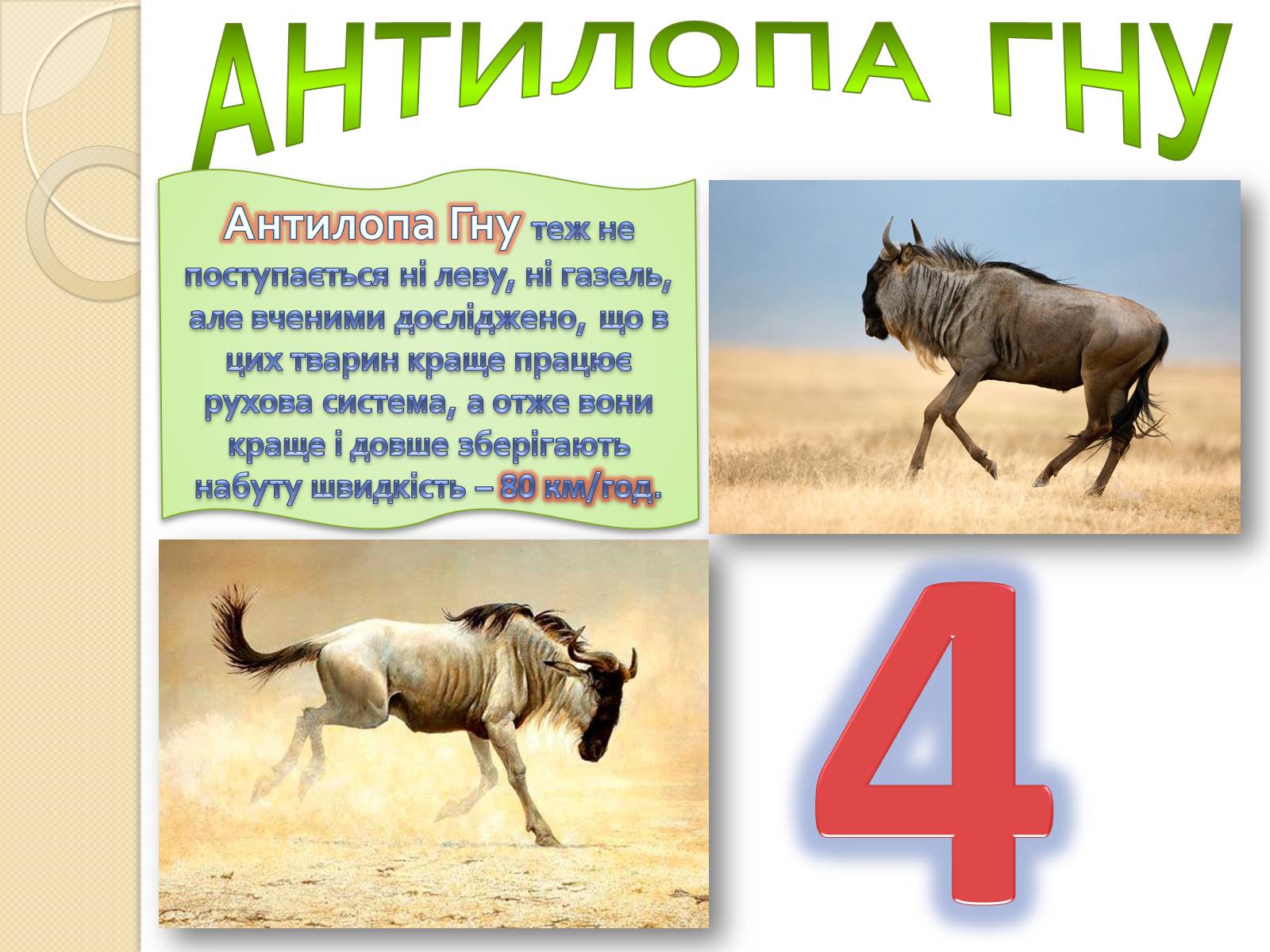 Презентація на тему «Топ-10 найшвидших тварини планети» - Слайд #8 Презентація на тему «Топ-10 найшвидших тварини планети» - Слайд #8