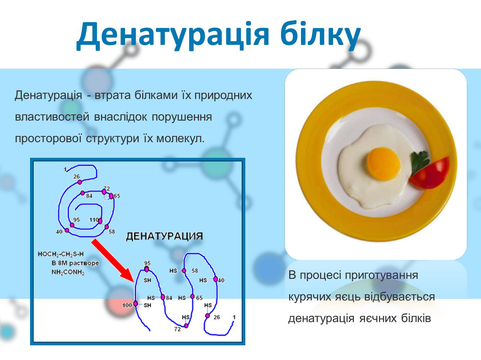 Презентація на тему «Білки» (варіант 1) - Слайд #13 Презентація на тему «Білки» (варіант 1) - Слайд #13