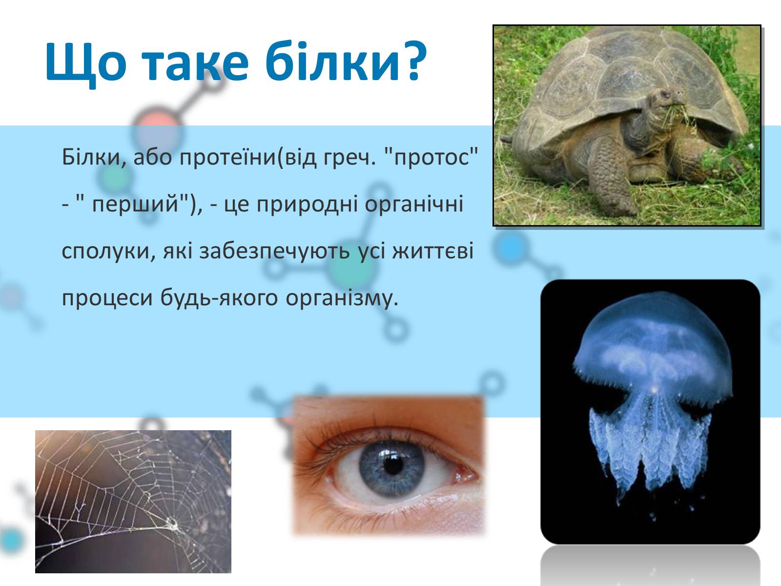Презентація на тему «Білки» (варіант 1) - Слайд #2 Презентація на тему «Білки» (варіант 1) - Слайд #2