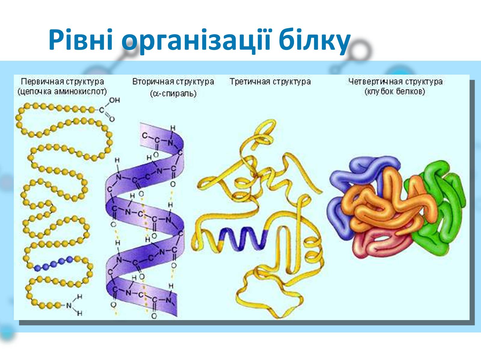 Презентація на тему «Білки» (варіант 1) - Слайд #6 Презентація на тему «Білки» (варіант 1) - Слайд #6