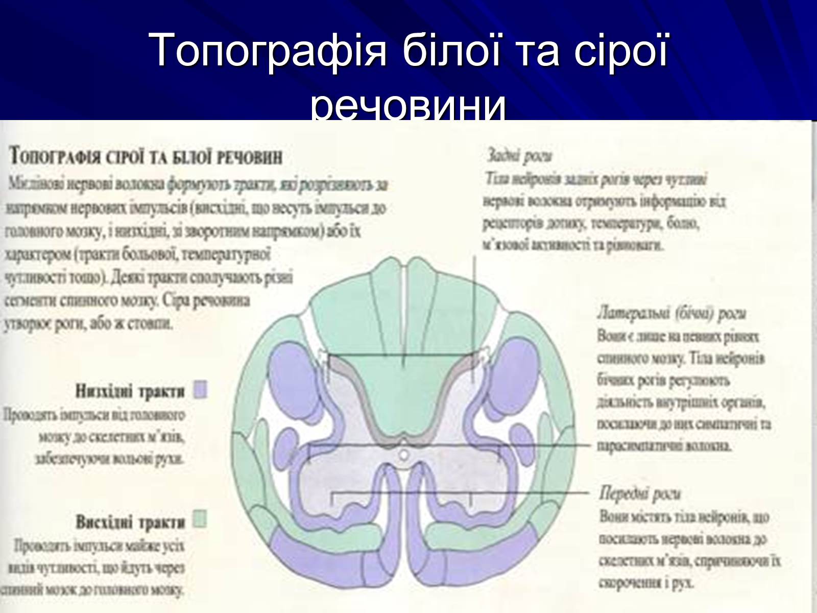 Презентація на тему «Спинний мозок» (варіант 1) - Слайд #12 Презентація на тему «Спинний мозок» (варіант 1) - Слайд #12
