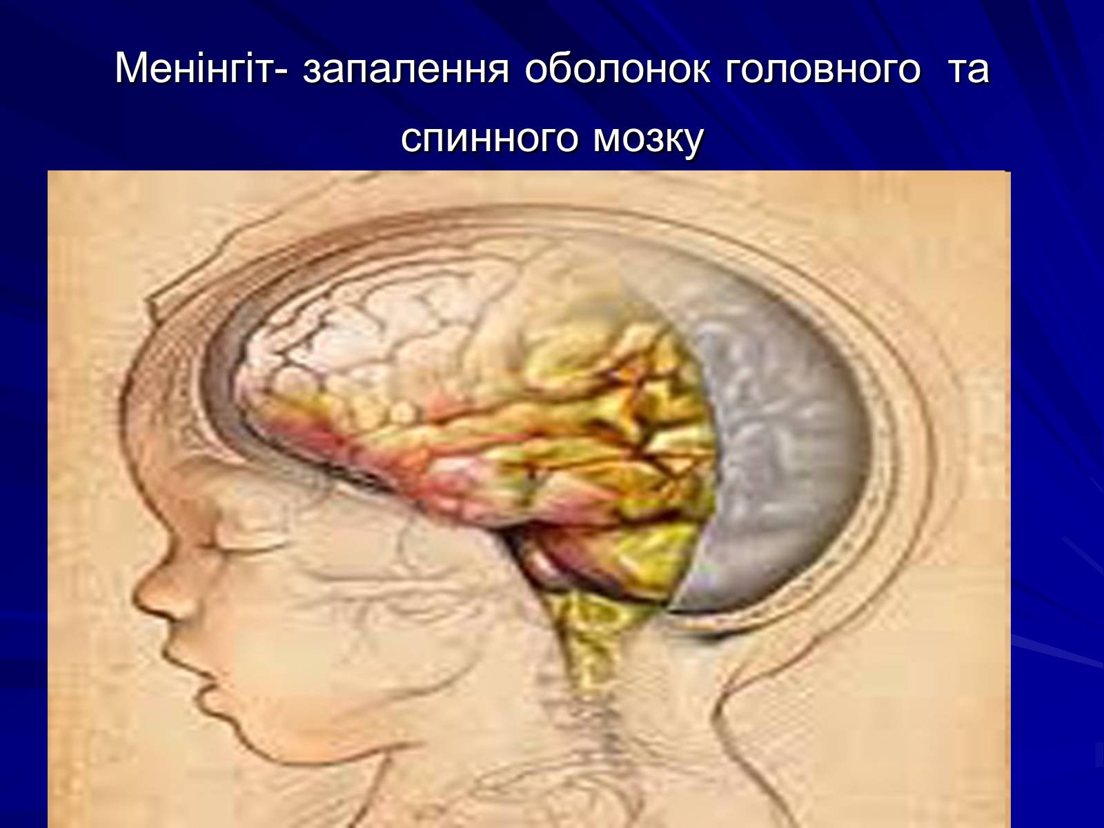 Презентація на тему «Спинний мозок» (варіант 1) - Слайд #21 Презентація на тему «Спинний мозок» (варіант 1) - Слайд #21