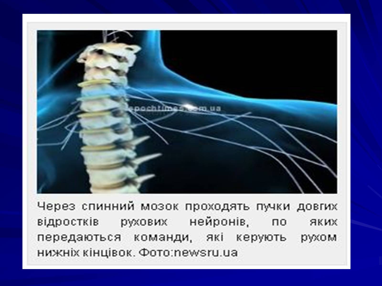 Презентація на тему «Спинний мозок» (варіант 1) - Слайд #23 Презентація на тему «Спинний мозок» (варіант 1) - Слайд #23