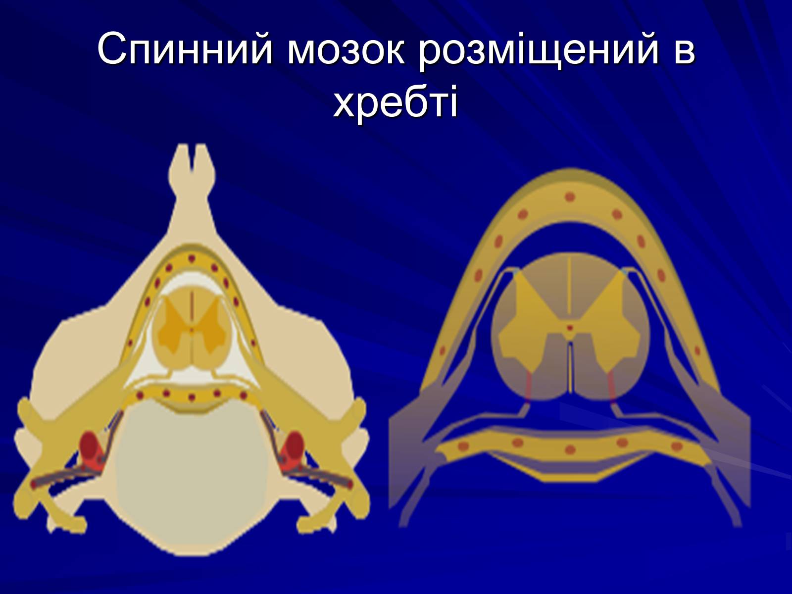 Презентація на тему «Спинний мозок» (варіант 1) - Слайд #6 Презентація на тему «Спинний мозок» (варіант 1) - Слайд #6