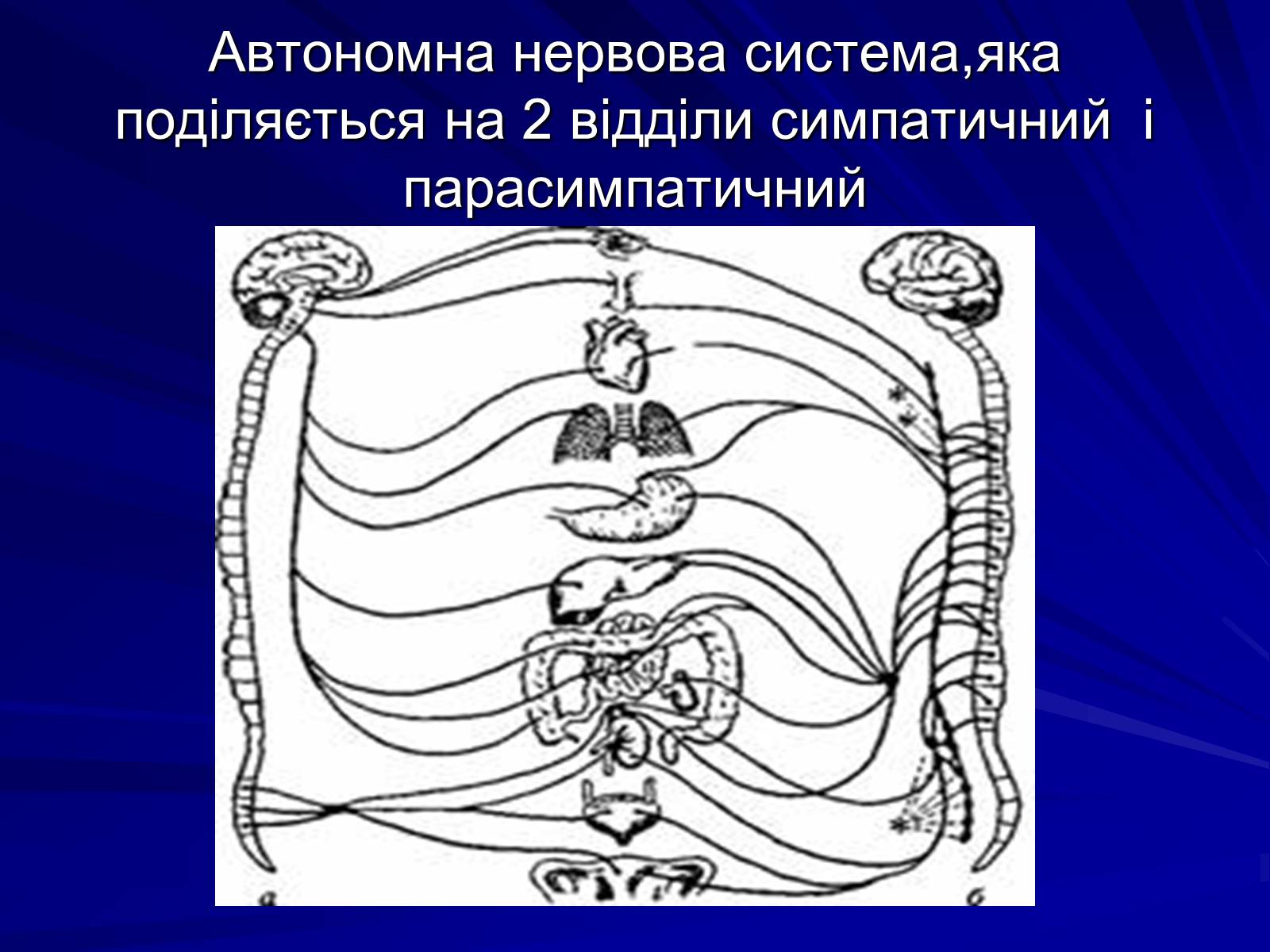 Презентація на тему «Спинний мозок» (варіант 1) - Слайд #8 Презентація на тему «Спинний мозок» (варіант 1) - Слайд #8
