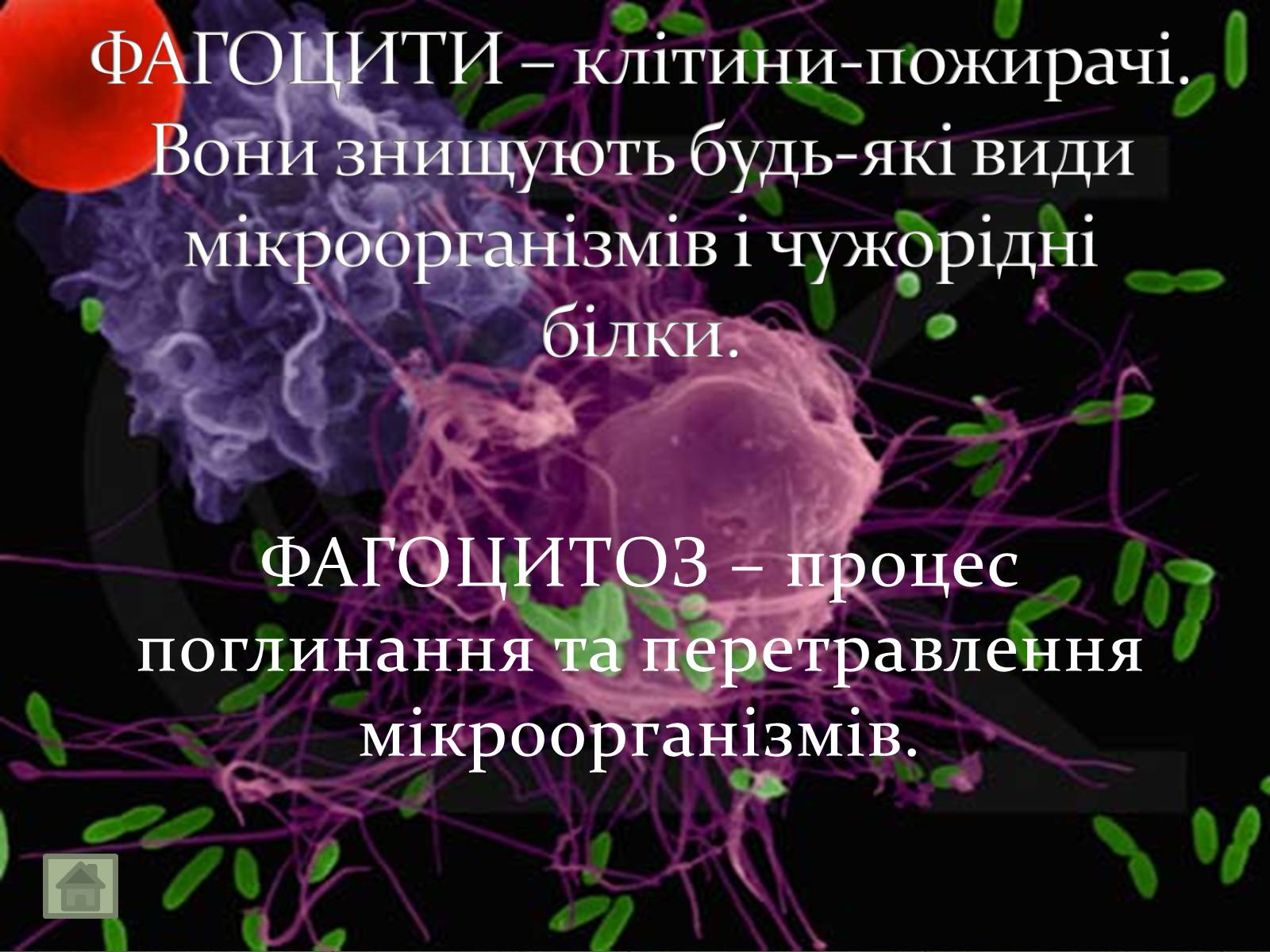 Презентація на тему «Імунітет» (варіант 3) - Слайд #5 Презентація на тему «Імунітет» (варіант 3) - Слайд #5