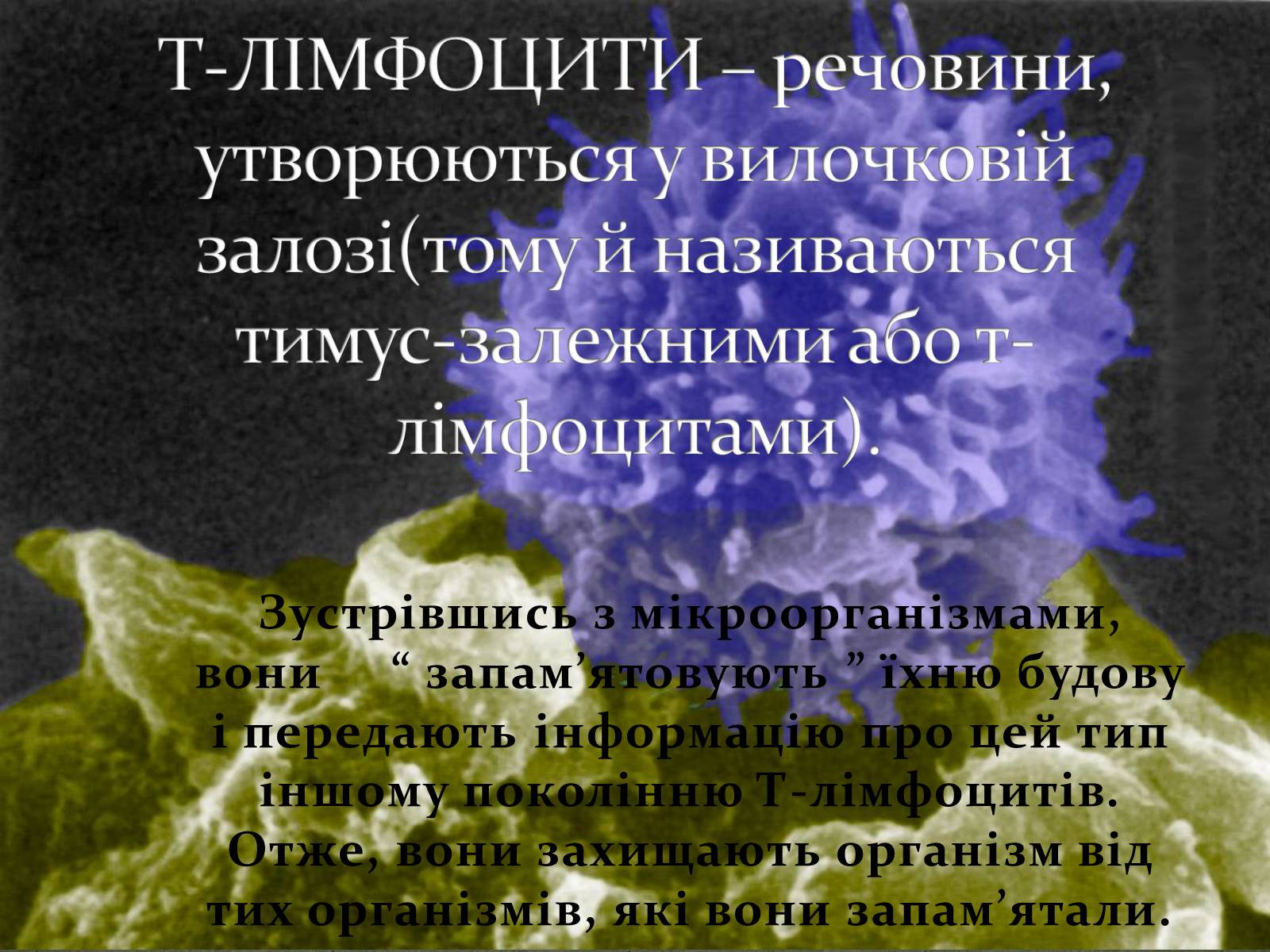 Презентація на тему «Імунітет» (варіант 3) - Слайд #9 Презентація на тему «Імунітет» (варіант 3) - Слайд #9