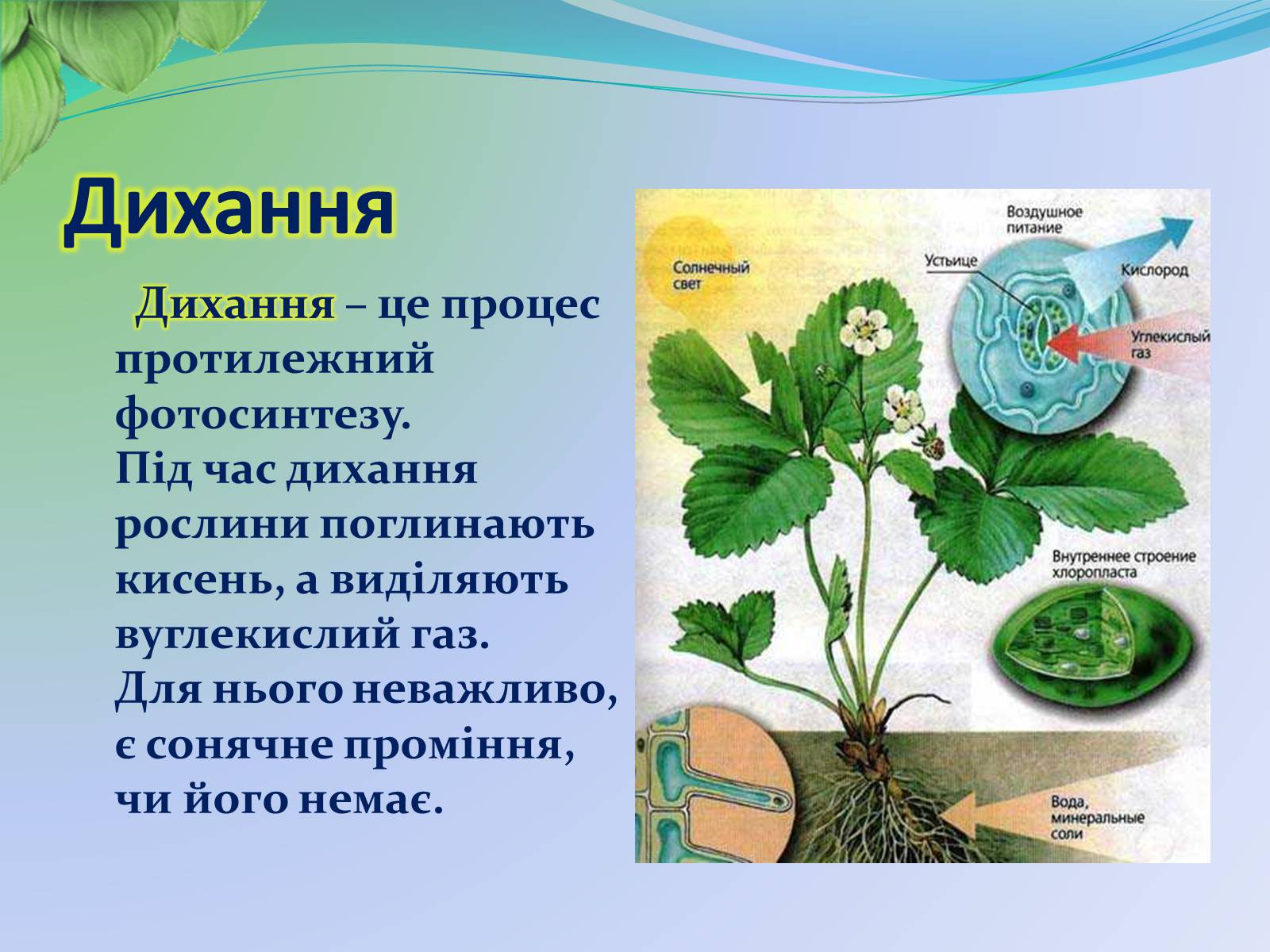 Презентація на тему «Функції листка» - Слайд #11 Презентація на тему «Функції листка» - Слайд #11