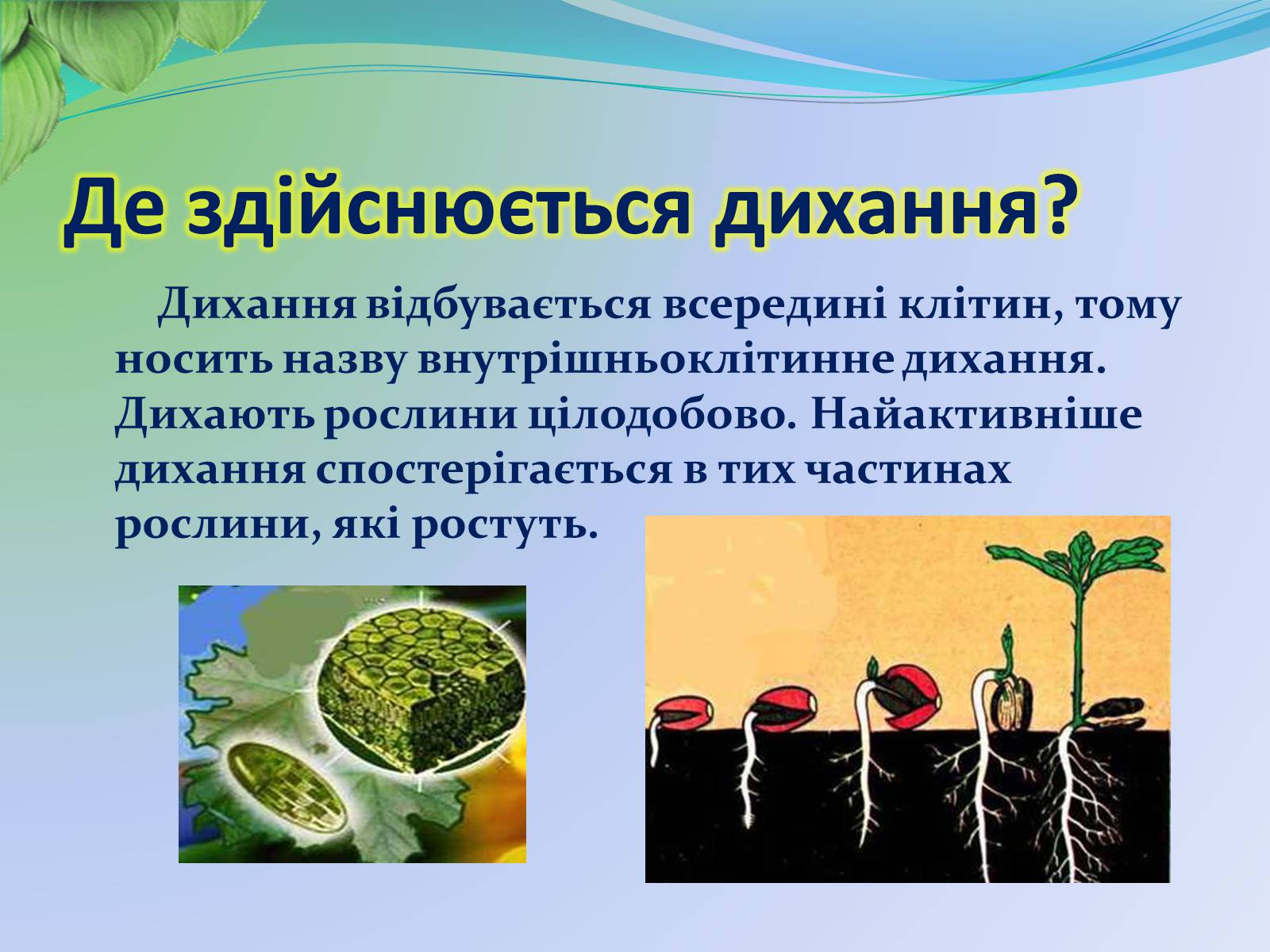 Презентація на тему «Функції листка» - Слайд #12 Презентація на тему «Функції листка» - Слайд #12
