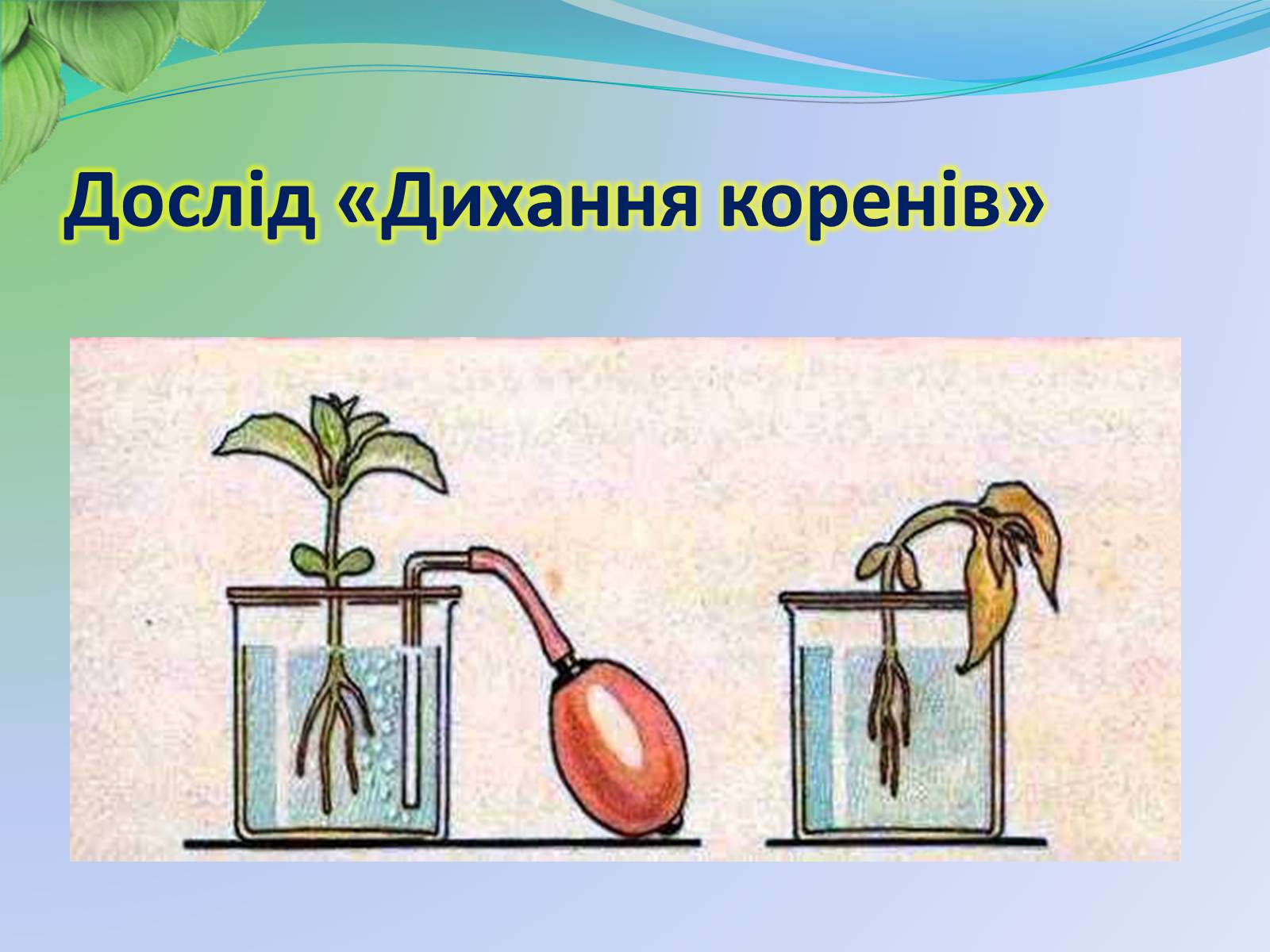 Презентація на тему «Функції листка» - Слайд #14 Презентація на тему «Функції листка» - Слайд #14