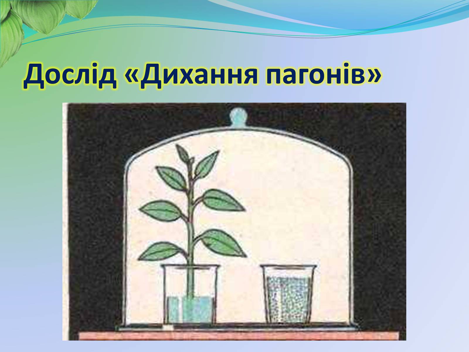 Презентація на тему «Функції листка» - Слайд #15 Презентація на тему «Функції листка» - Слайд #15