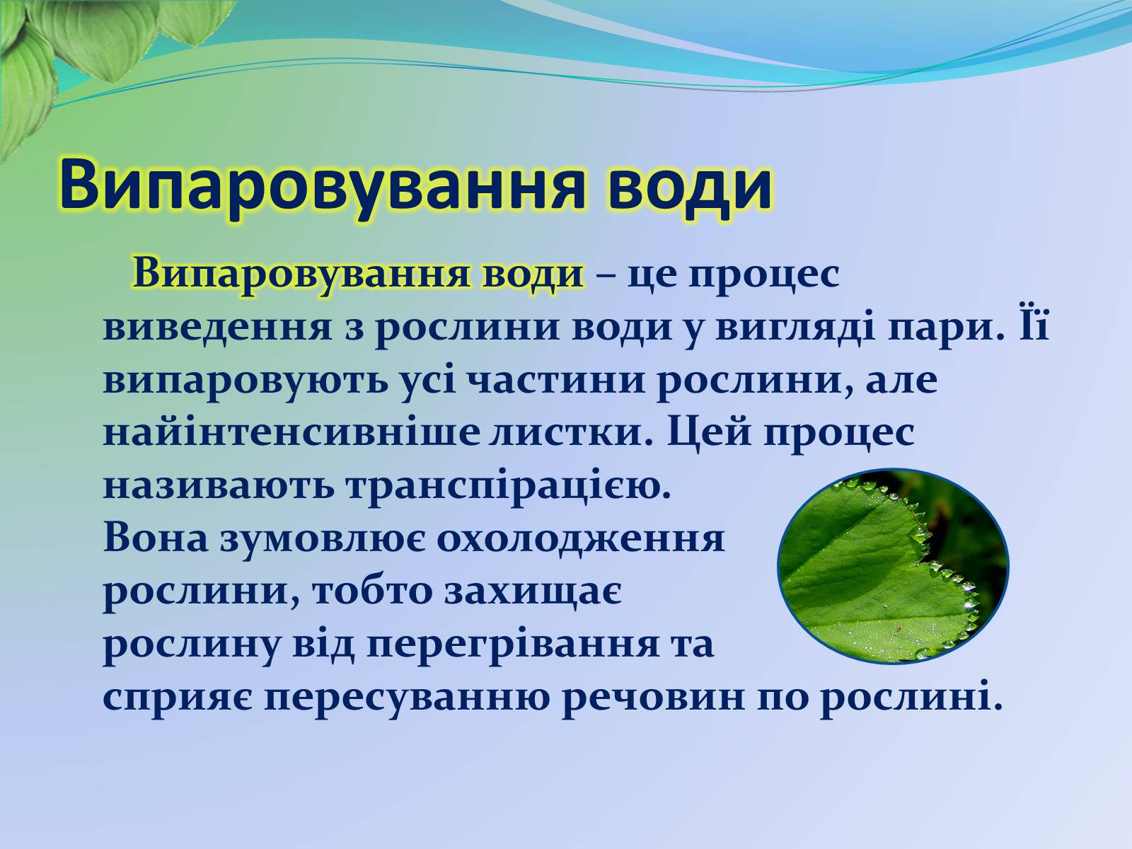 Презентація на тему «Функції листка» - Слайд #19 Презентація на тему «Функції листка» - Слайд #19