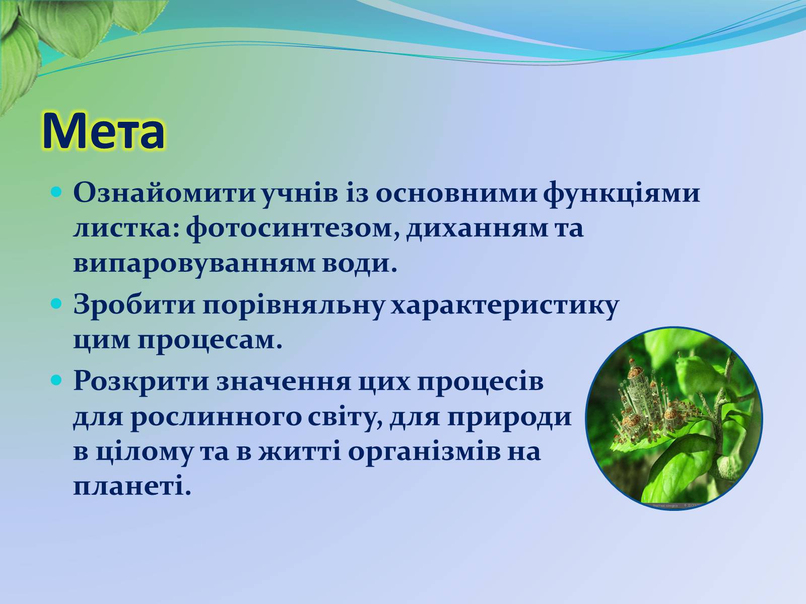Презентація на тему «Функції листка» - Слайд #2 Презентація на тему «Функції листка» - Слайд #2