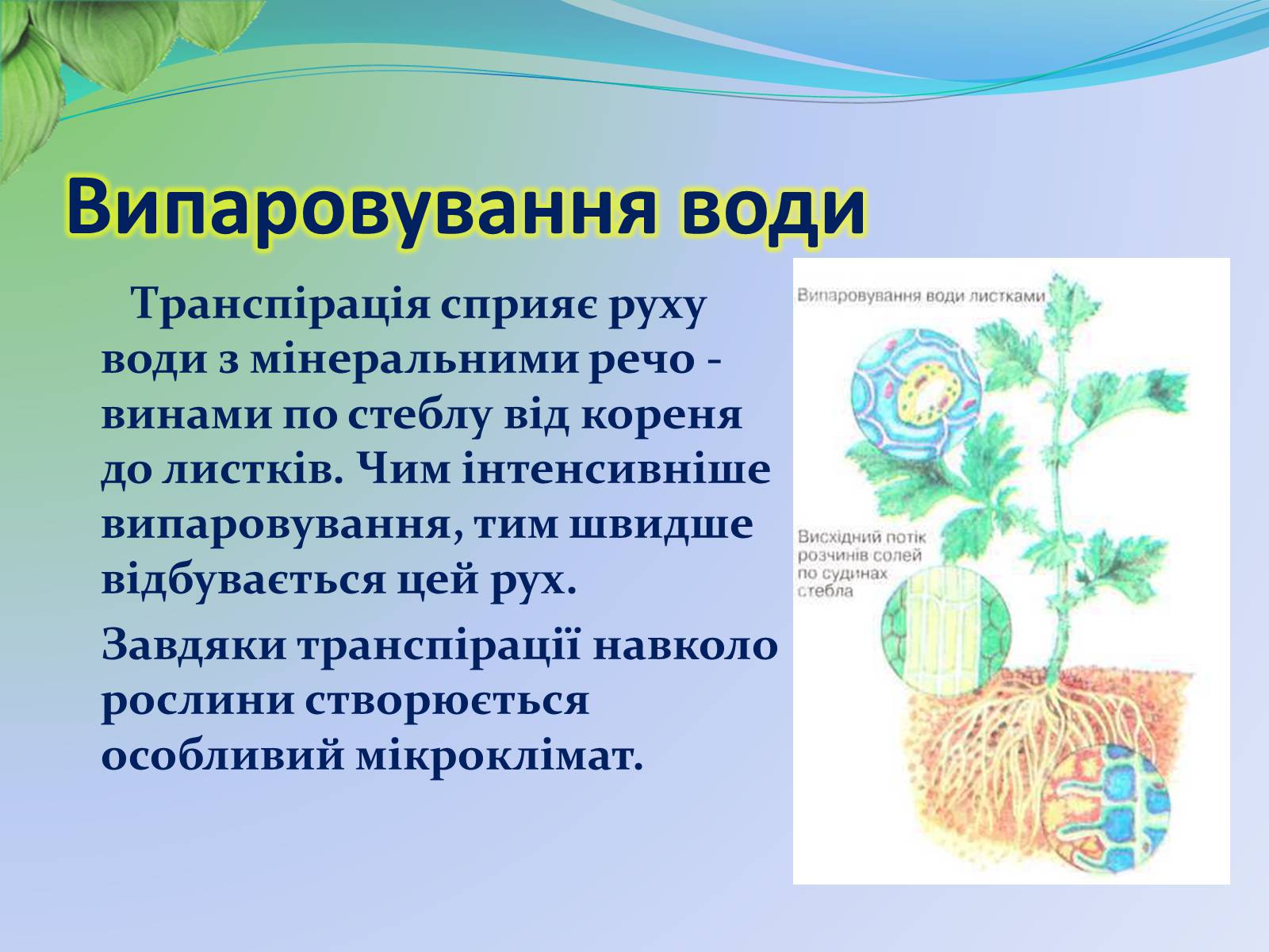 Презентація на тему «Функції листка» - Слайд #20 Презентація на тему «Функції листка» - Слайд #20