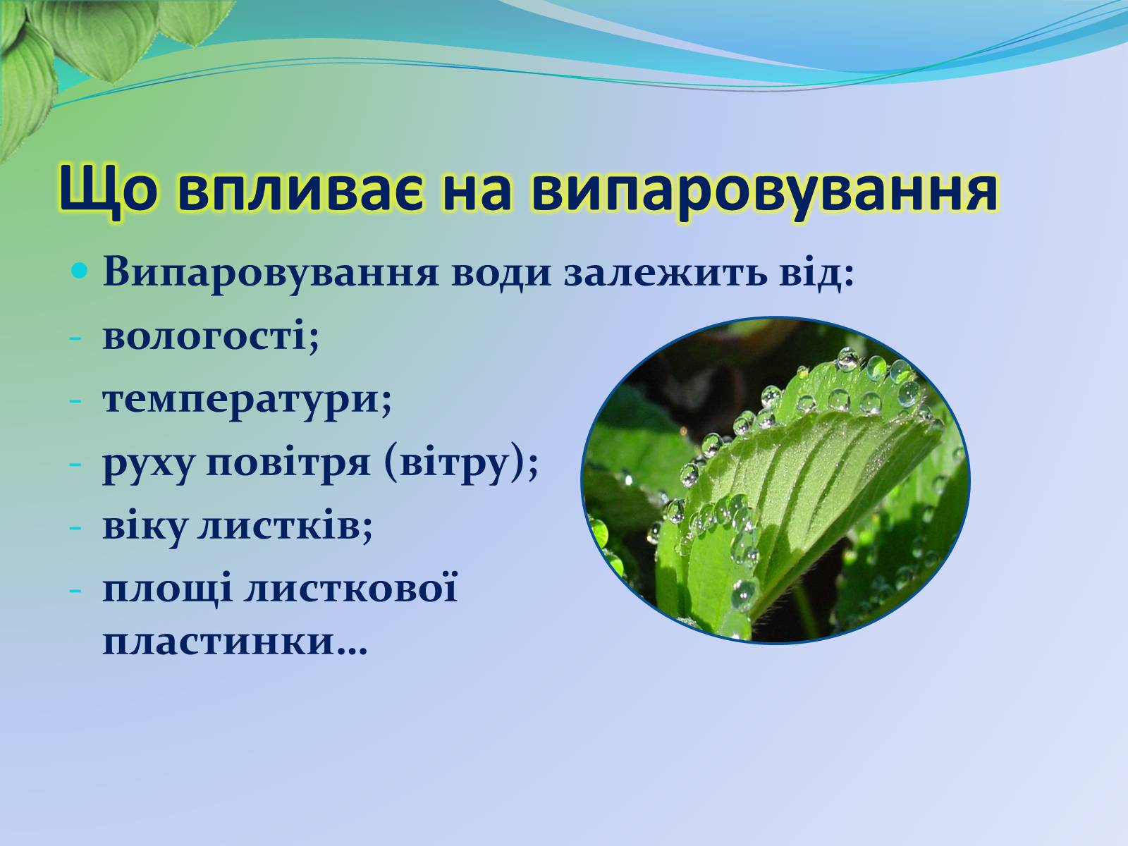 Презентація на тему «Функції листка» - Слайд #21 Презентація на тему «Функції листка» - Слайд #21